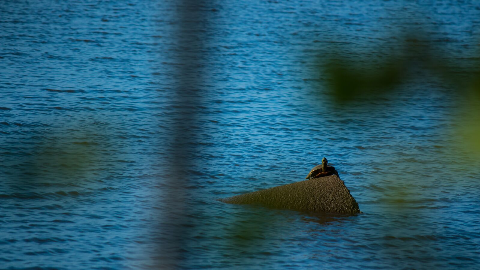 Canon EOS 70D + Canon EF-S 55-250mm F4-5.6 IS II sample photo. Turtle, water, animal photography