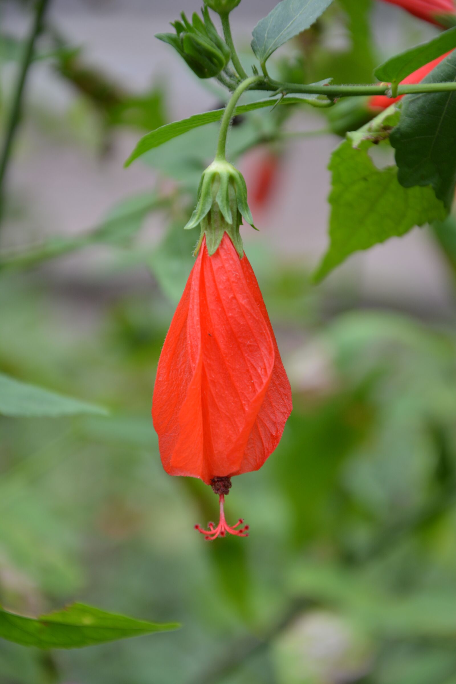 Nikon D5200 sample photo. Red flower, flower, red photography