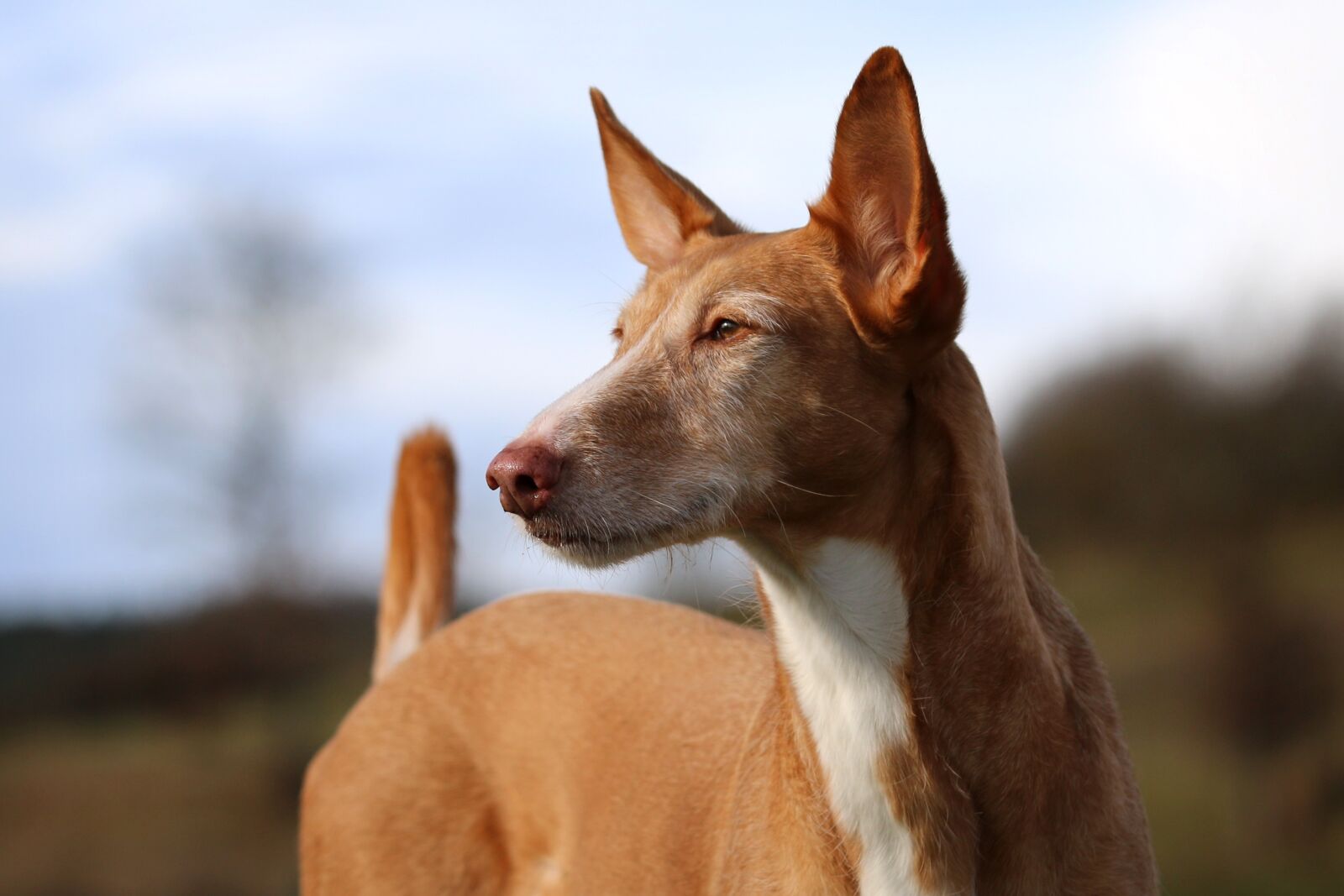 Canon EOS 70D + Canon EF 70-200mm F2.8L IS II USM sample photo. Podenco, andaluz, dog photography