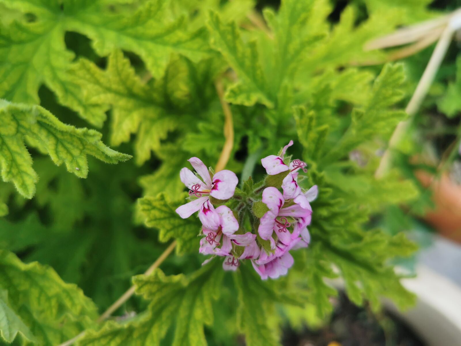 HUAWEI P30 Pro sample photo. Plant, flower, garden photography