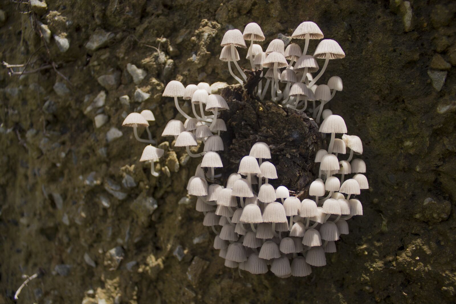 Canon EOS 1100D (EOS Rebel T3 / EOS Kiss X50) sample photo. Mushroom, fungus, nature photography