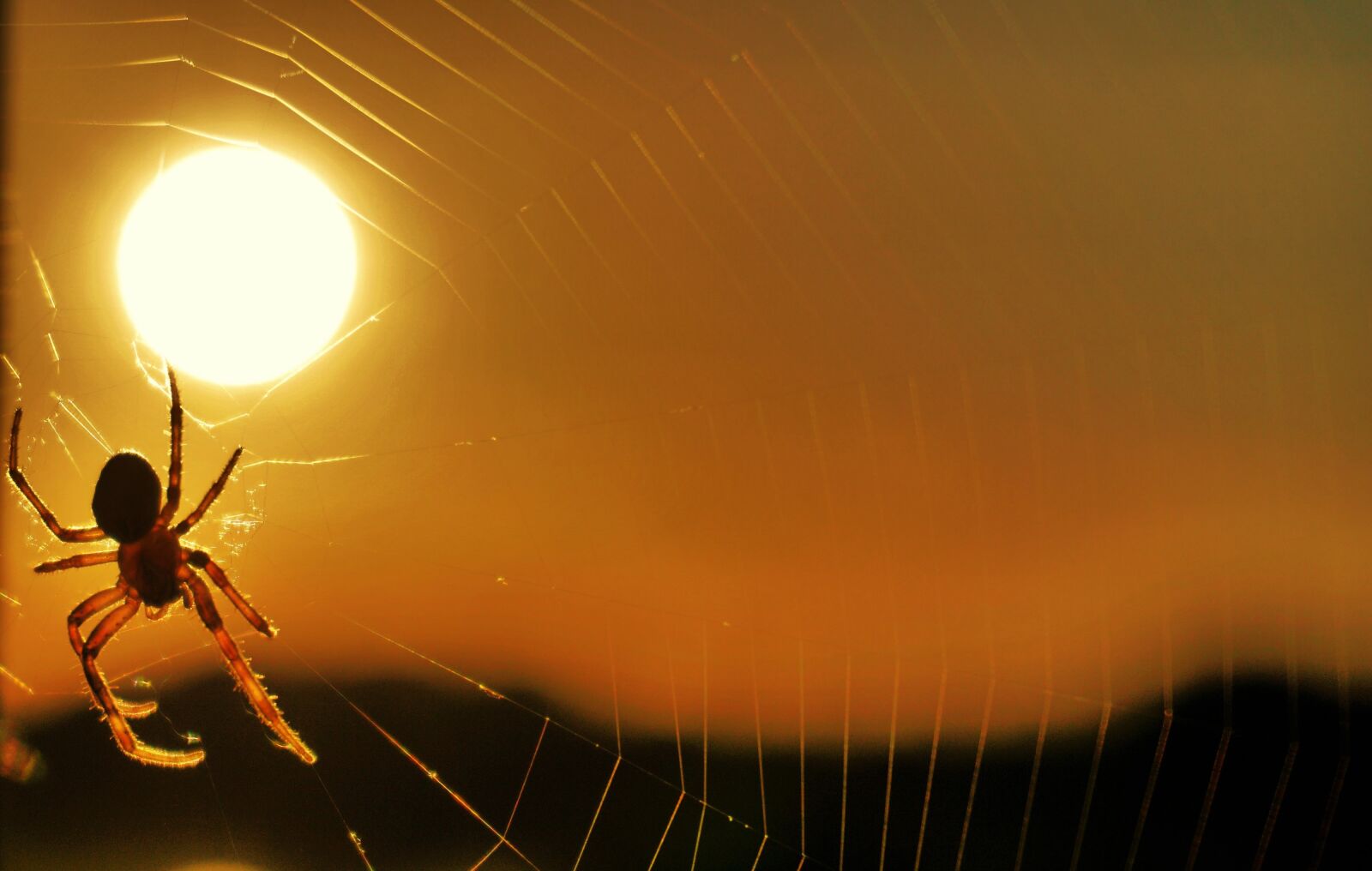 Sony a6000 sample photo. Spider, sun, sunset photography