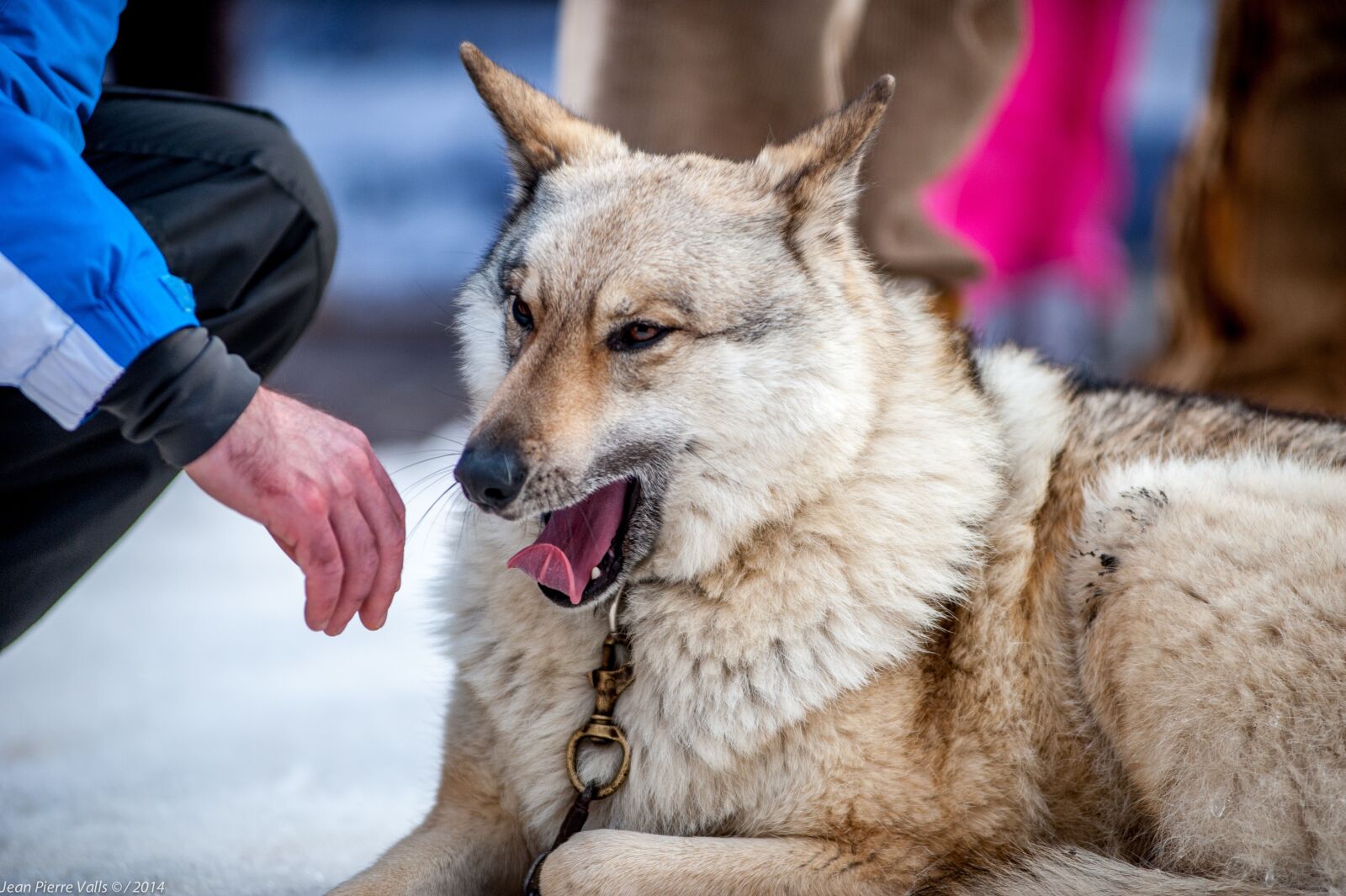 Nikon D3 sample photo. Dog, portrait, animals photography