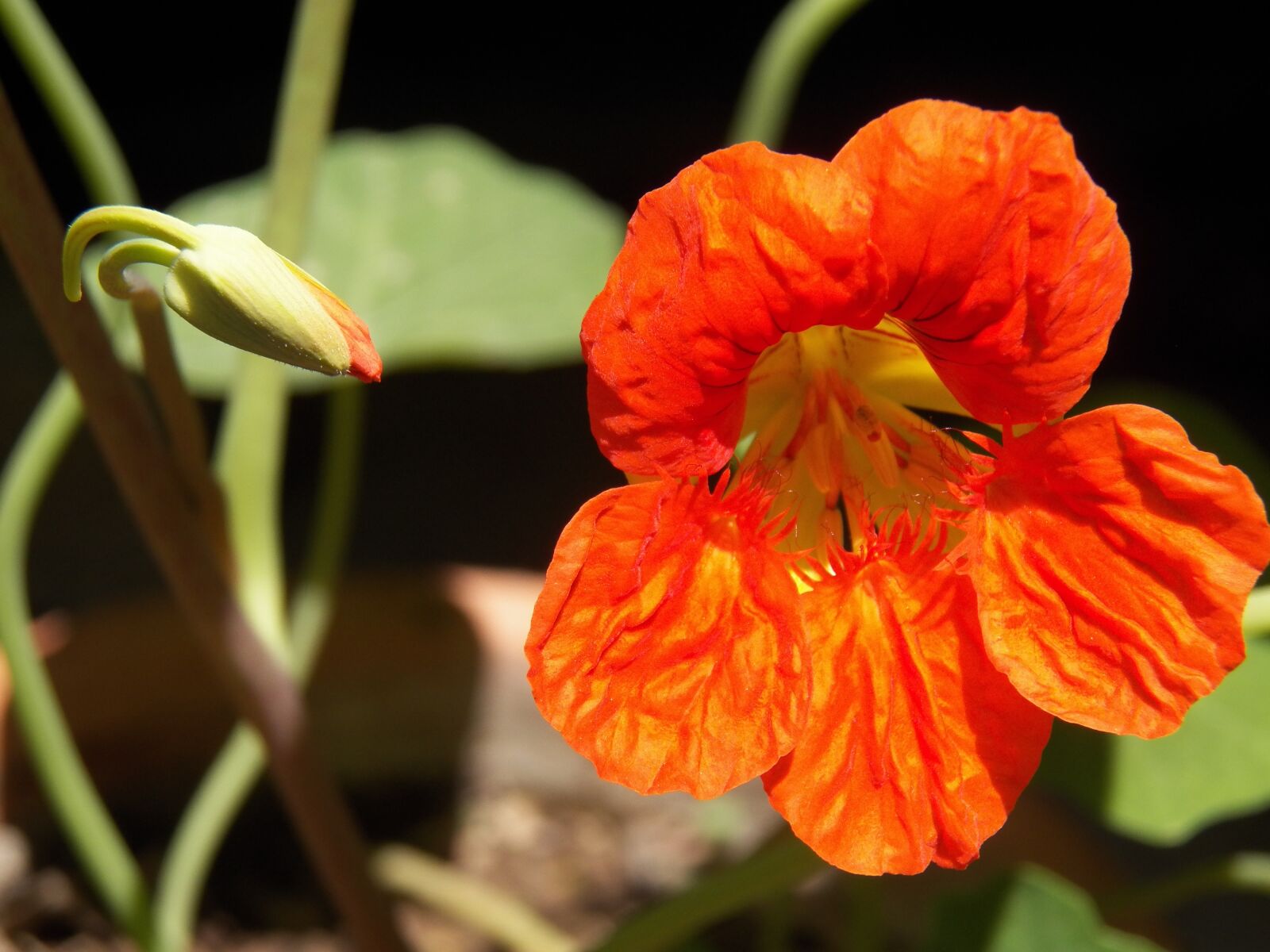 Kodak EasyShare Z990 (EasyShare Max) sample photo. Flower, nature, plant photography
