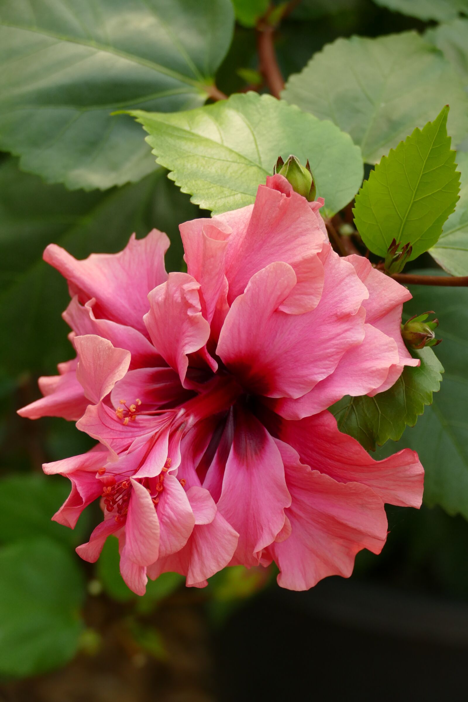 Panasonic Lumix DMC-FZ1000 sample photo. Hibiscus, plant, flower photography