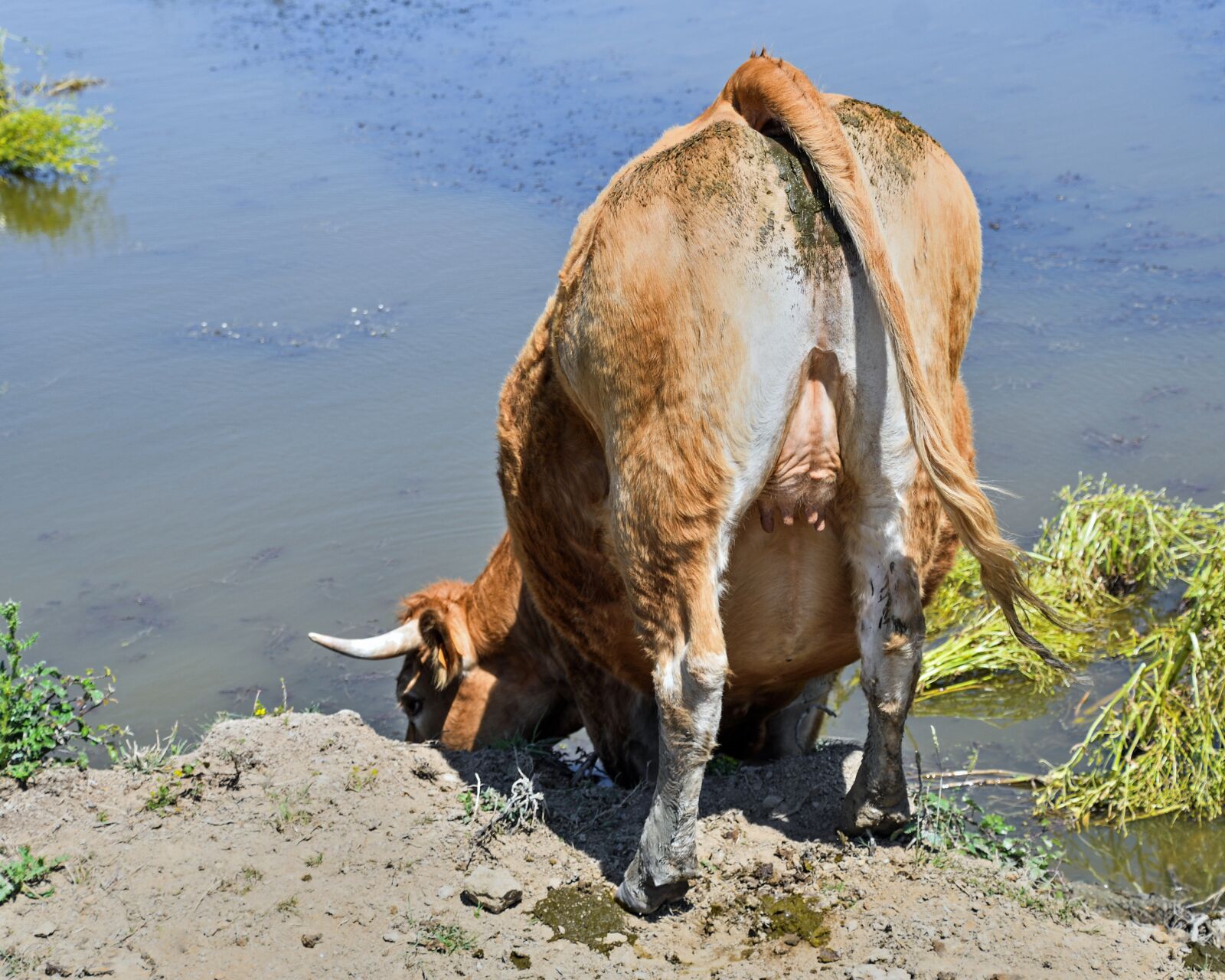 Nikon D500 sample photo. Cow, limousine, ass photography