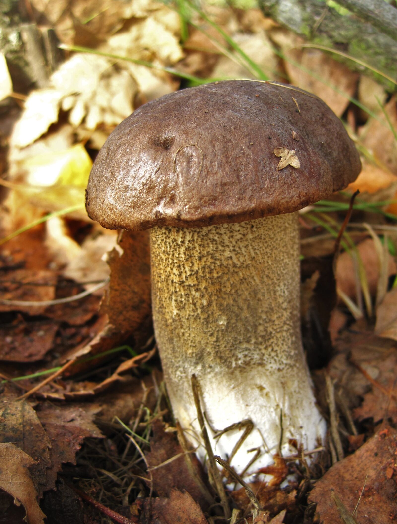 Canon PowerShot SD1200 IS (Digital IXUS 95 IS / IXY Digital 110 IS) sample photo. Birch mushroom, firs, mushroom photography