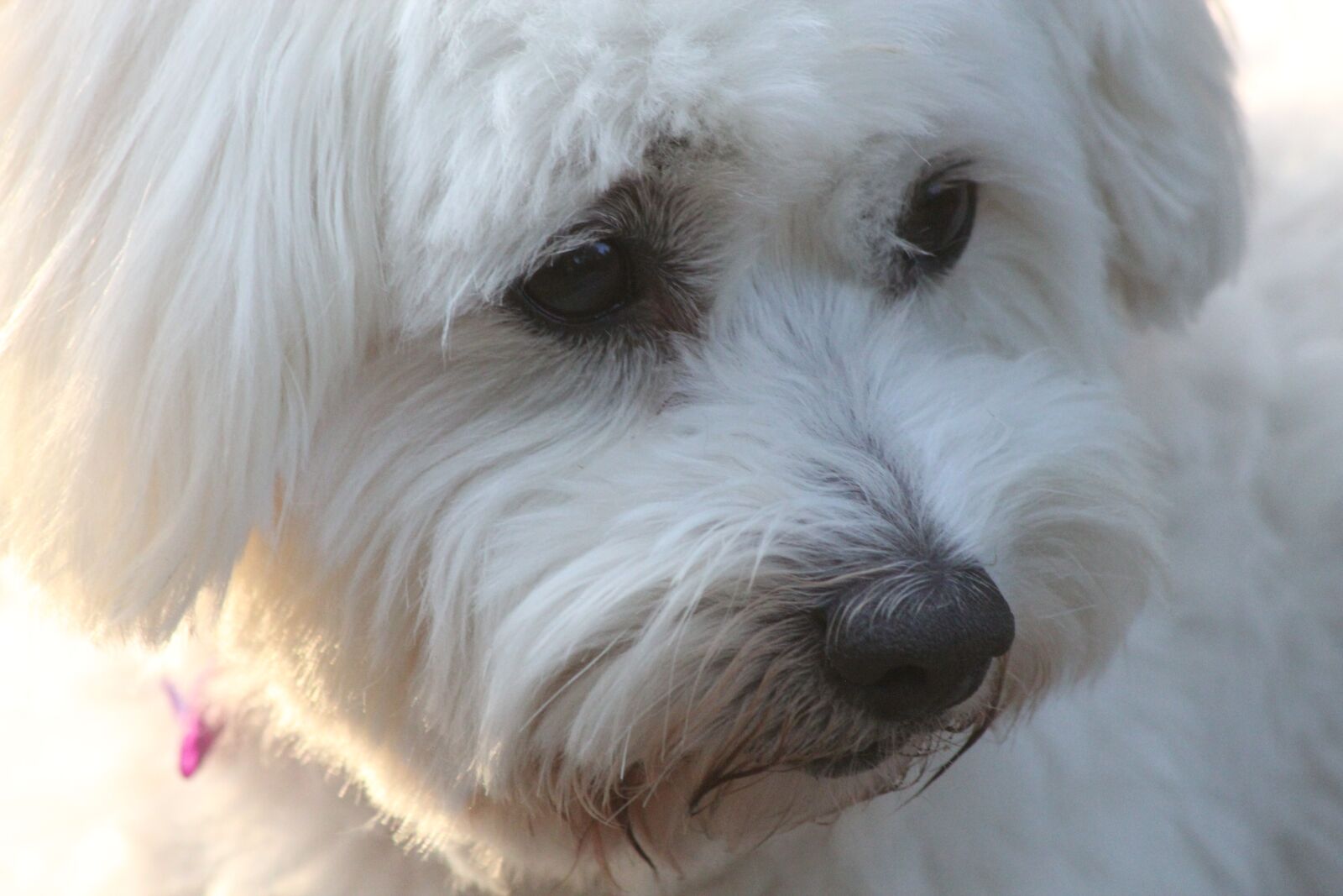 Canon EOS 550D (EOS Rebel T2i / EOS Kiss X4) sample photo. Dog, fluffy, white photography