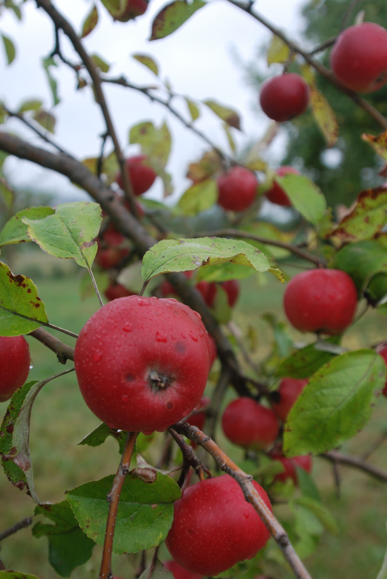 Nikon D80 sample photo. Apple, apple variety, orchard photography