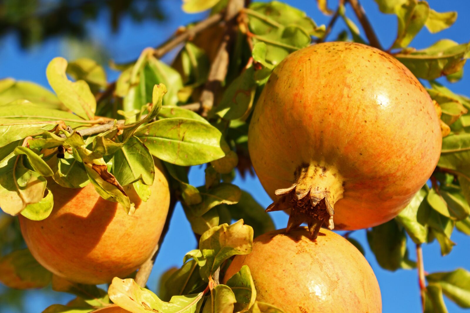 Canon EOS 700D (EOS Rebel T5i / EOS Kiss X7i) sample photo. Pomegranate, fruit, fresh photography