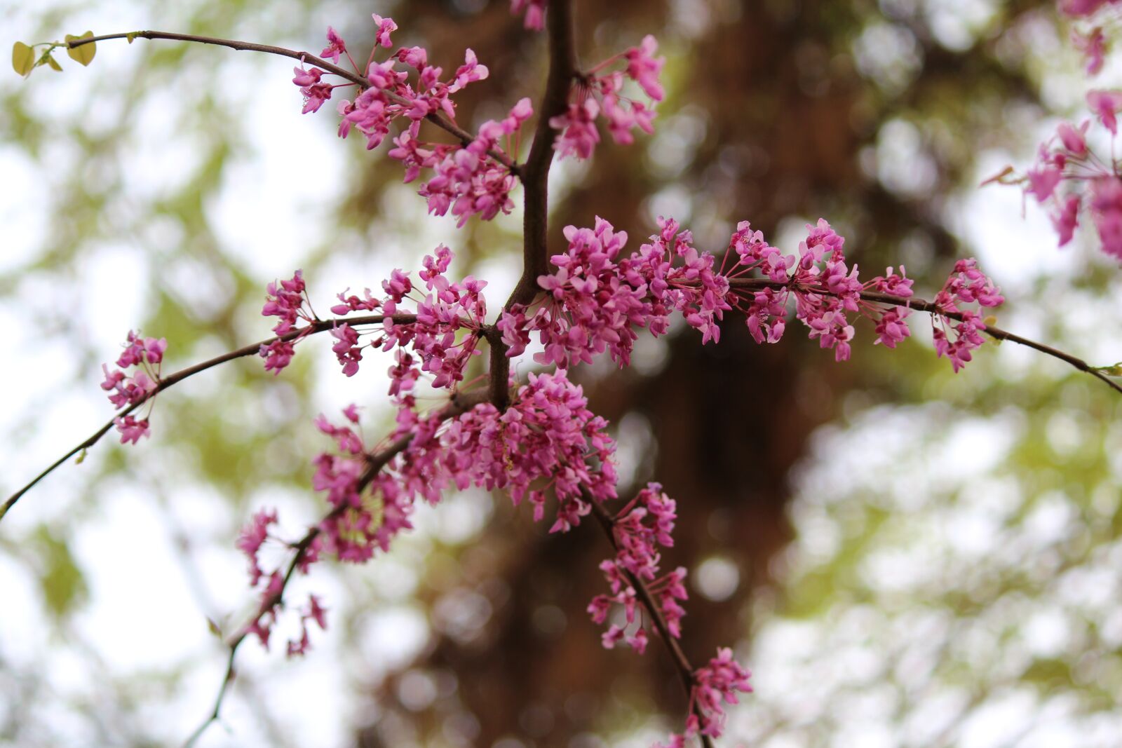 Canon EOS 600D (Rebel EOS T3i / EOS Kiss X5) sample photo. Tree, branch, flower photography