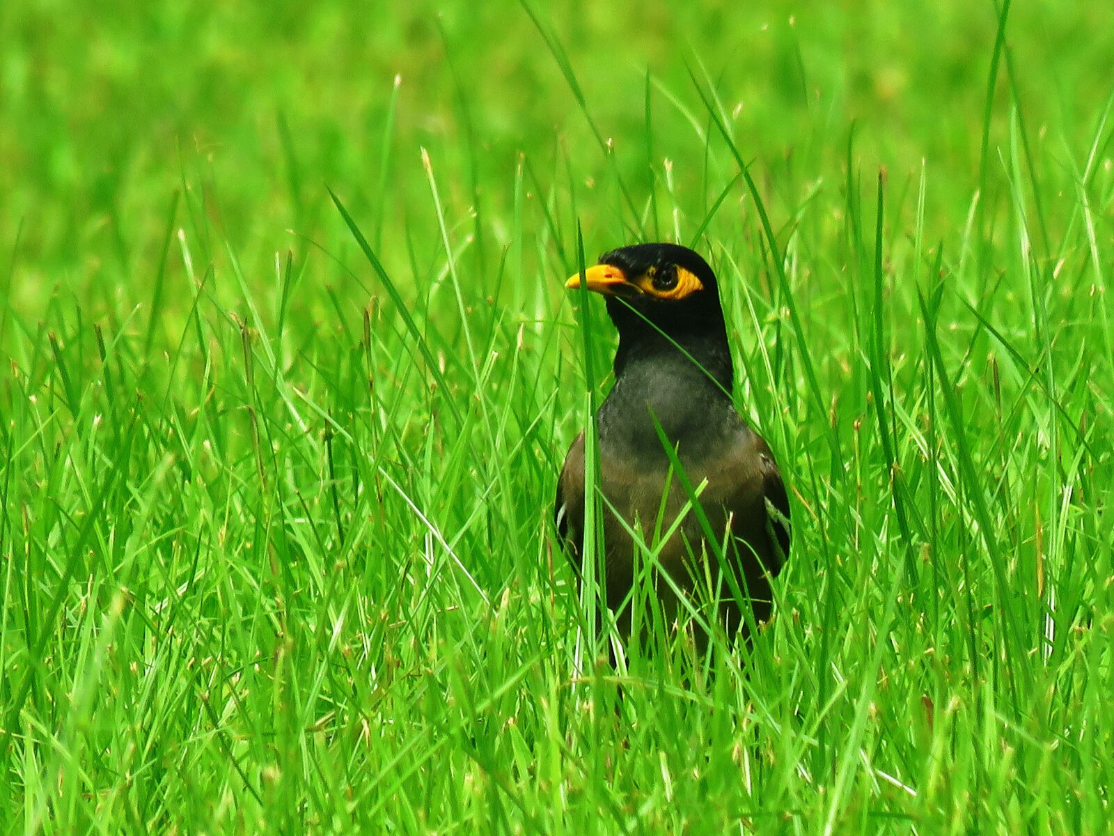 Canon PowerShot SX60 HS sample photo. Mynah, bird, garden photography