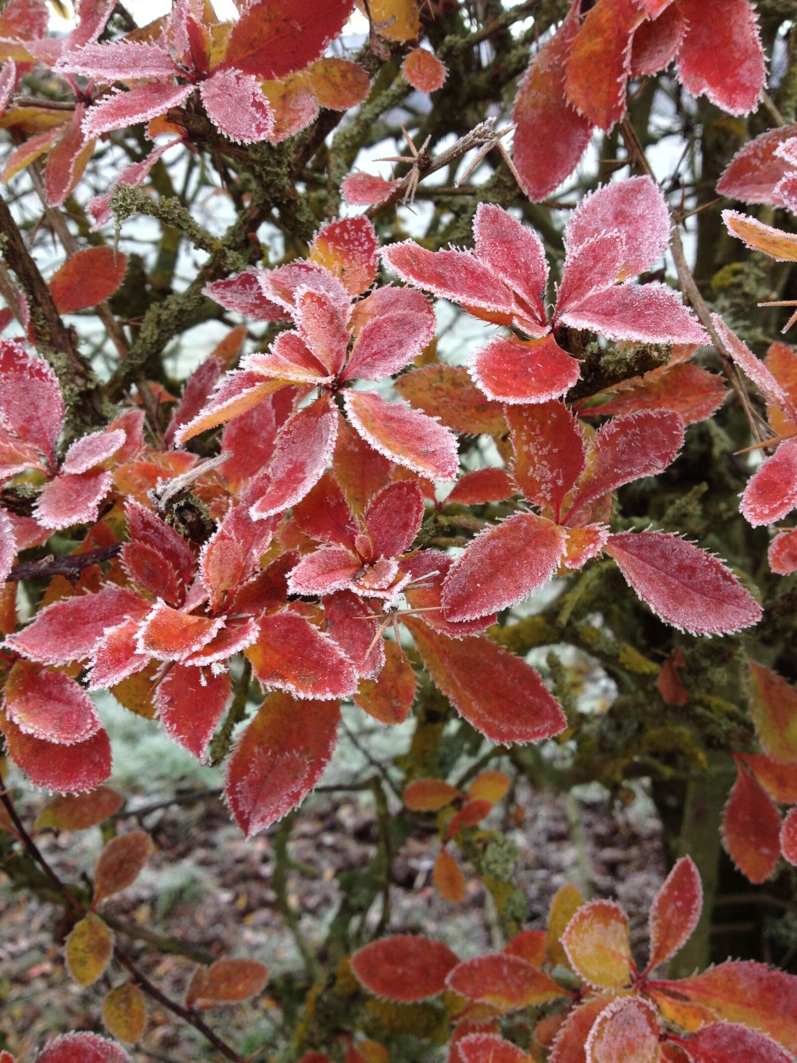 iPhone 4S back camera 4.28mm f/2.4 sample photo. Winter, ice, frost photography