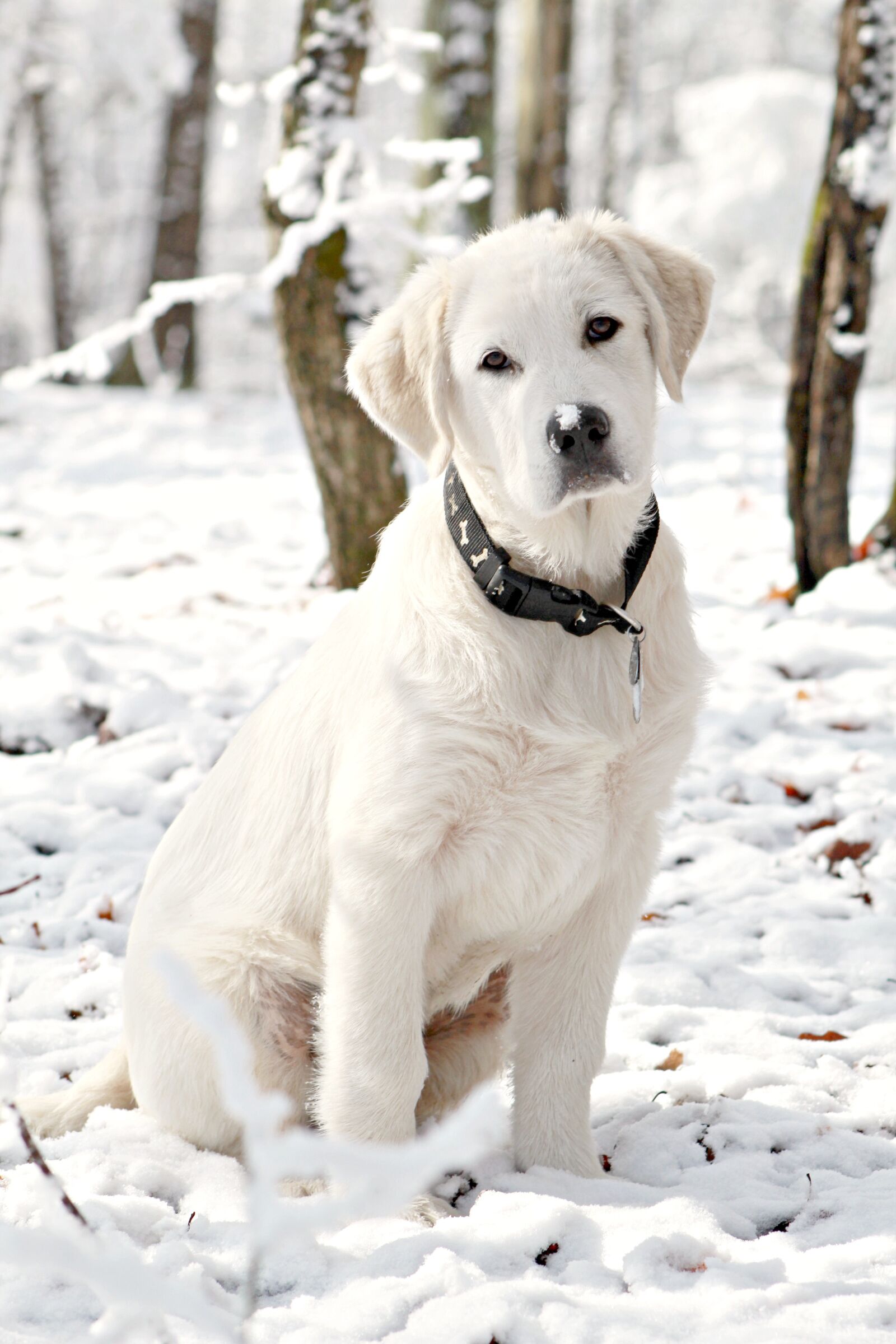 Canon EOS 1300D (EOS Rebel T6 / EOS Kiss X80) sample photo. Dog, puppy, snow photography