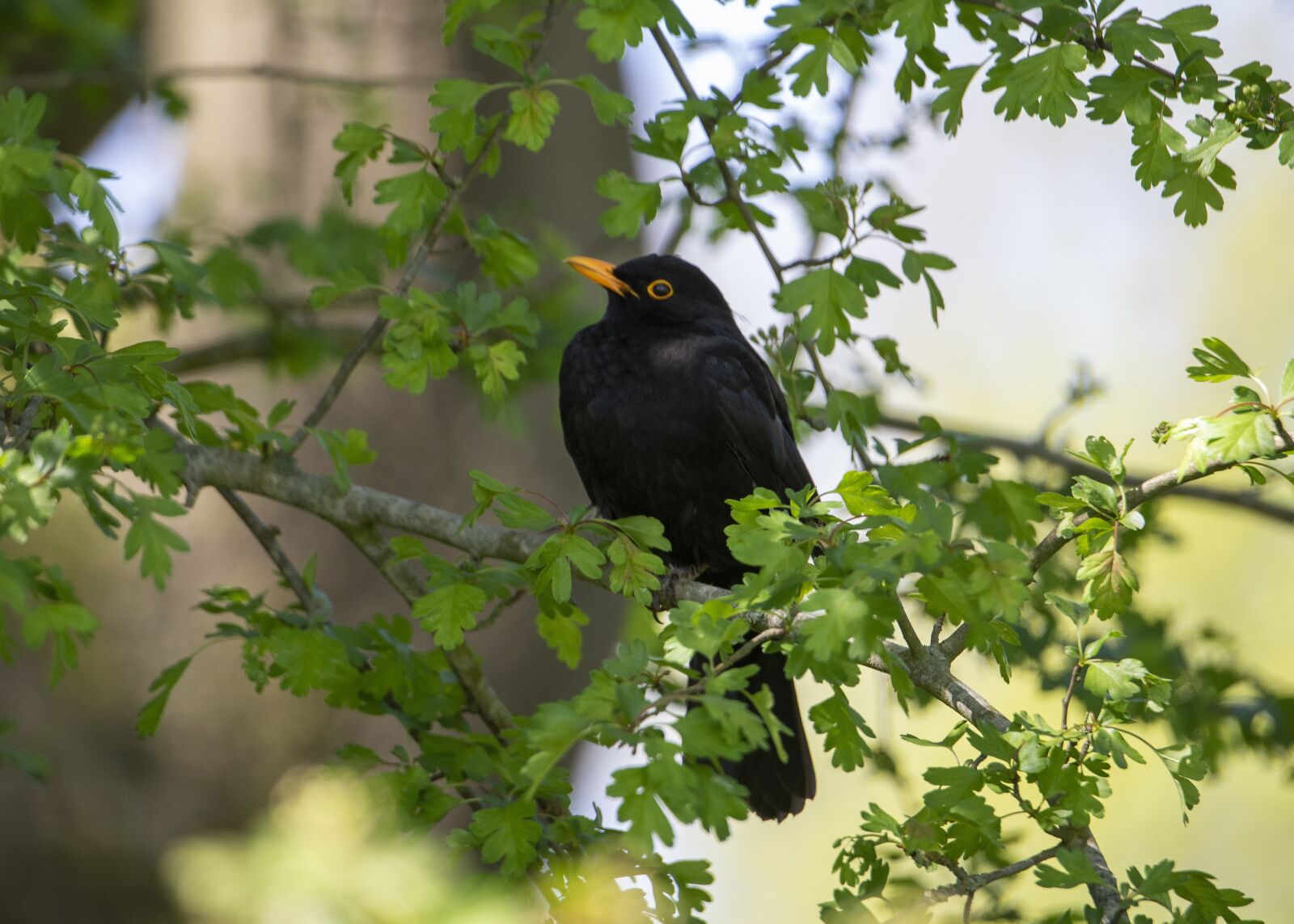 Nikon D610 sample photo. Blackbird, bird, nature photography