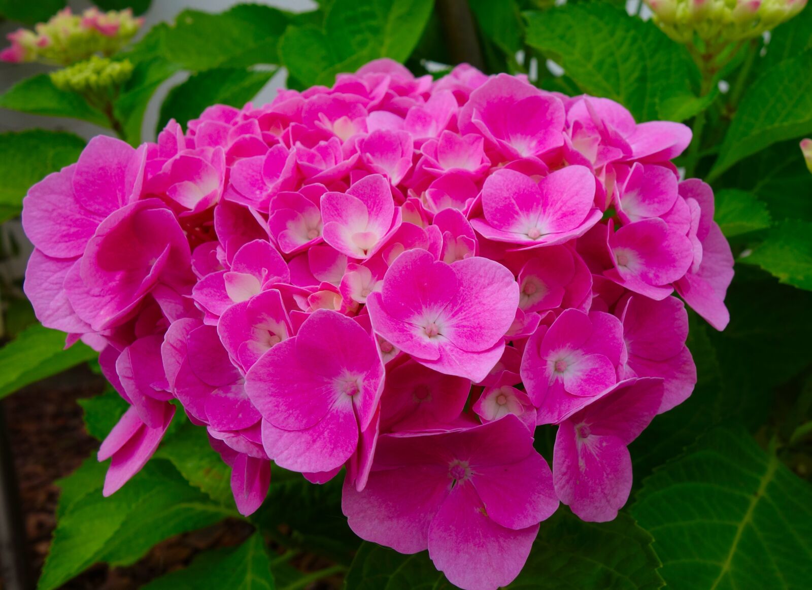 Sony Cyber-shot DSC-RX100 sample photo. Hydrangea, blossom, bloom photography