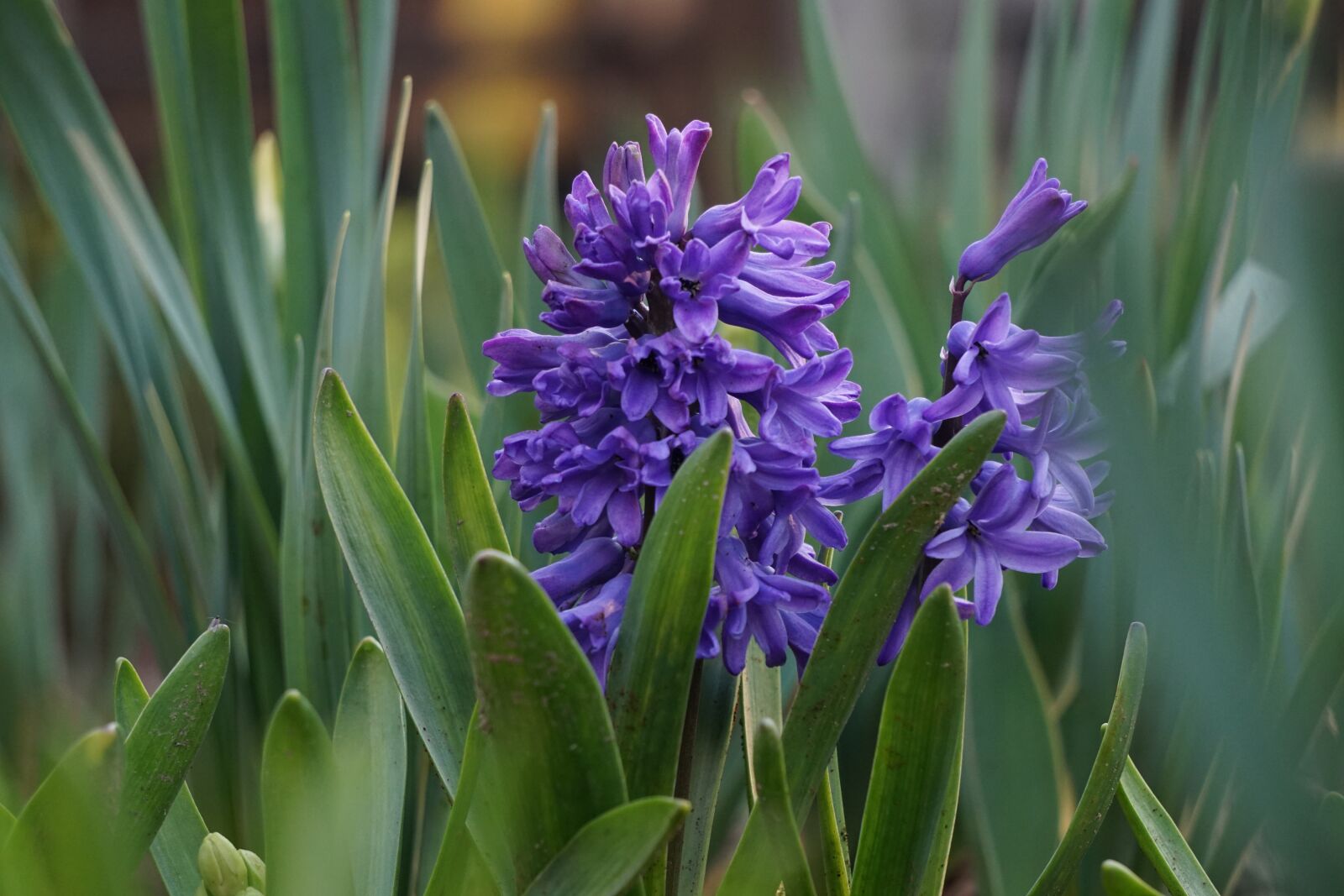 Sony a5100 sample photo. Flowers, nature, fragrance photography