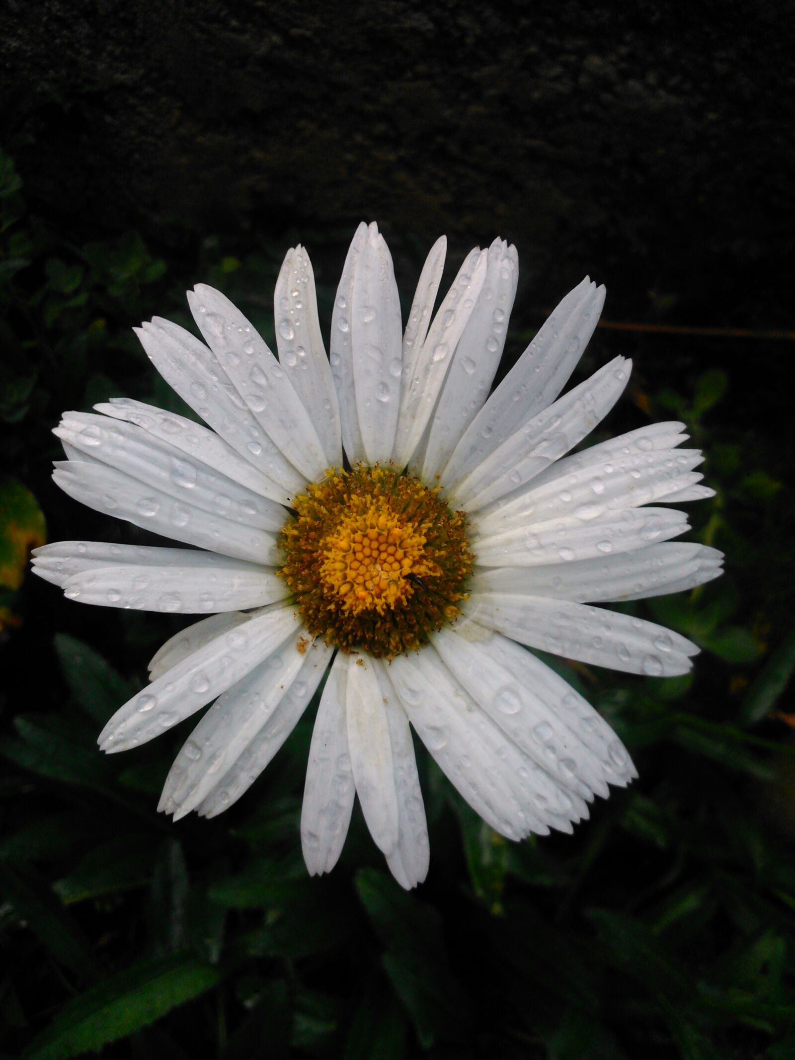 Sony Xperia L sample photo. Nature, plant, flower photography