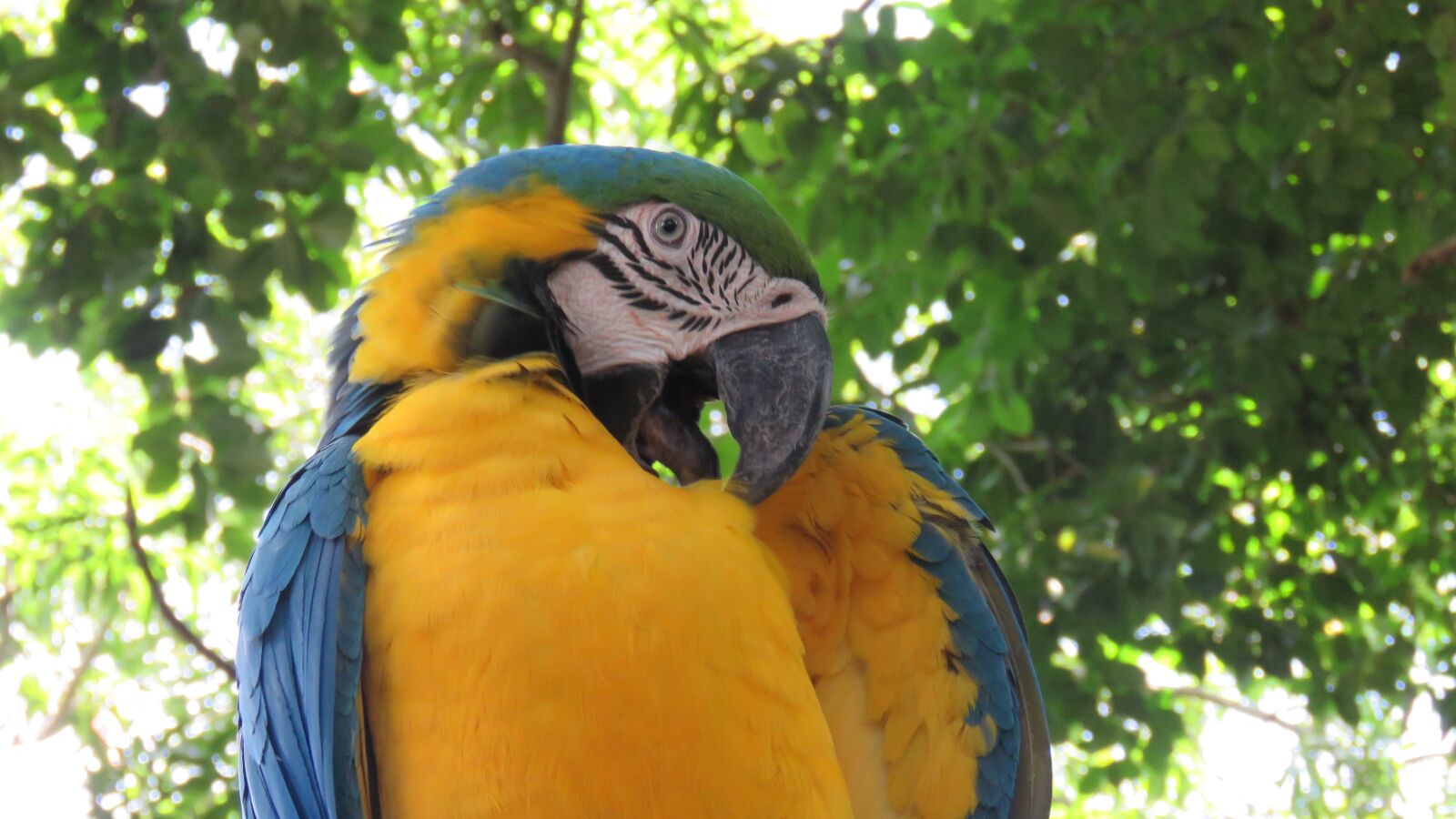 Canon PowerShot SX60 HS sample photo. Macaw, ave, nature photography