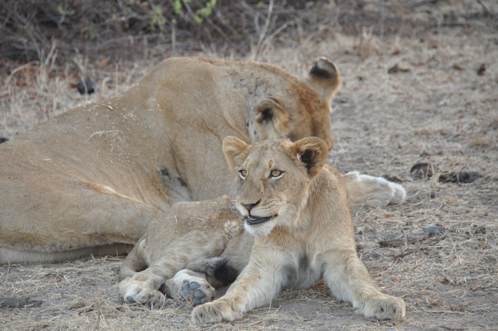 Nikon D90 sample photo. Lion, cub, wildlife photography
