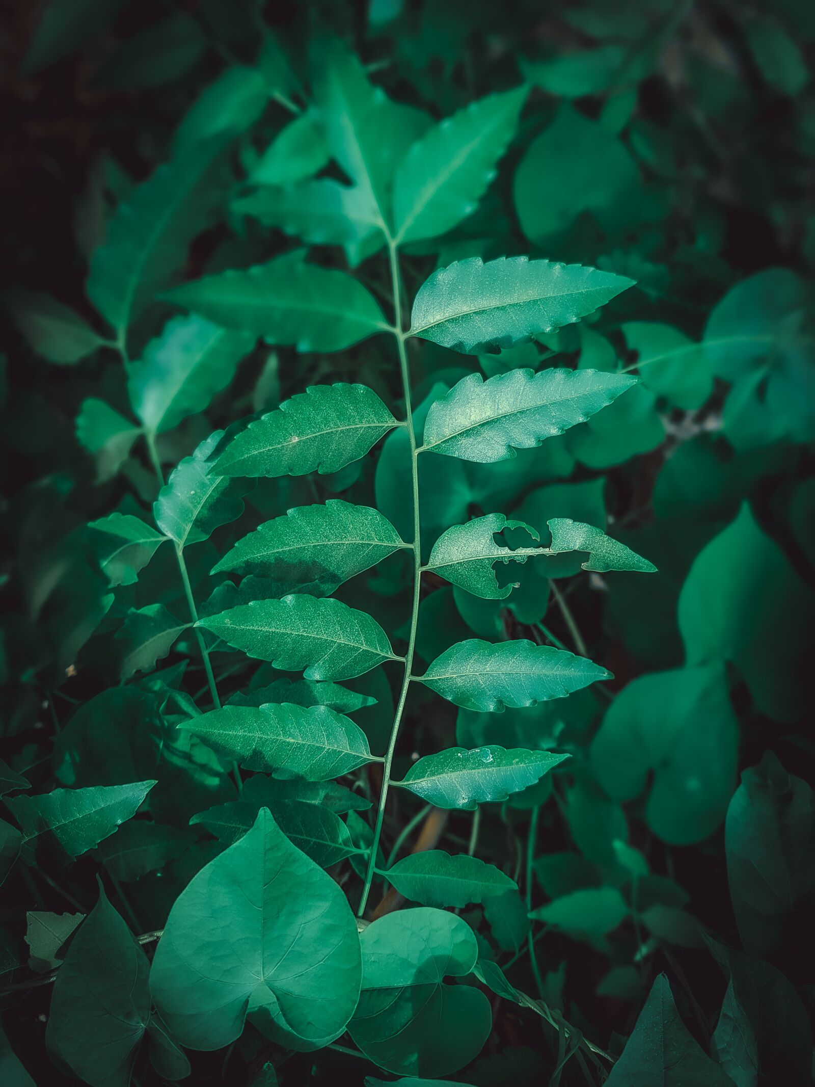 Samsung Galaxy S8+ Rear Camera sample photo. Leaf, tree, nature photography