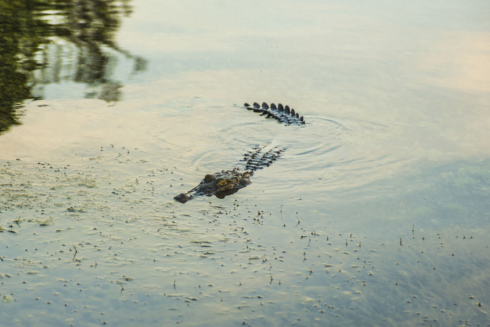 Nikon D600 sample photo. Animal, animals, crocodile, danger photography