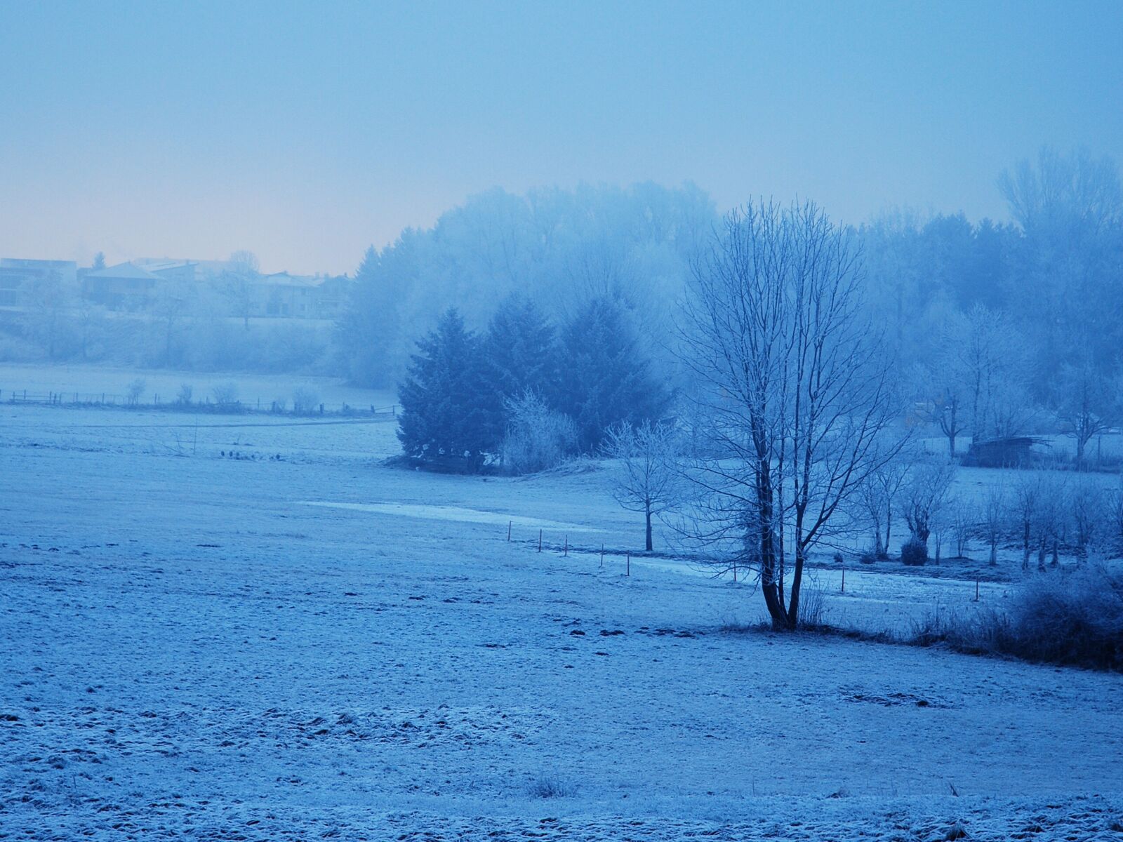 Nikon D80 sample photo. Winter, nature, snow photography