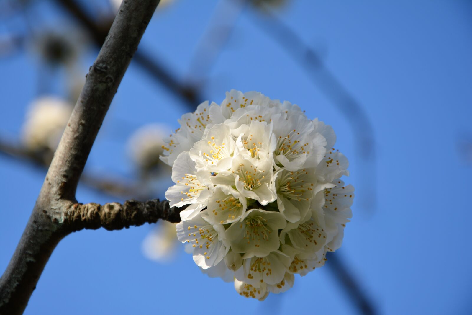 Nikon D7100 sample photo. Cherry, flower, sprig photography