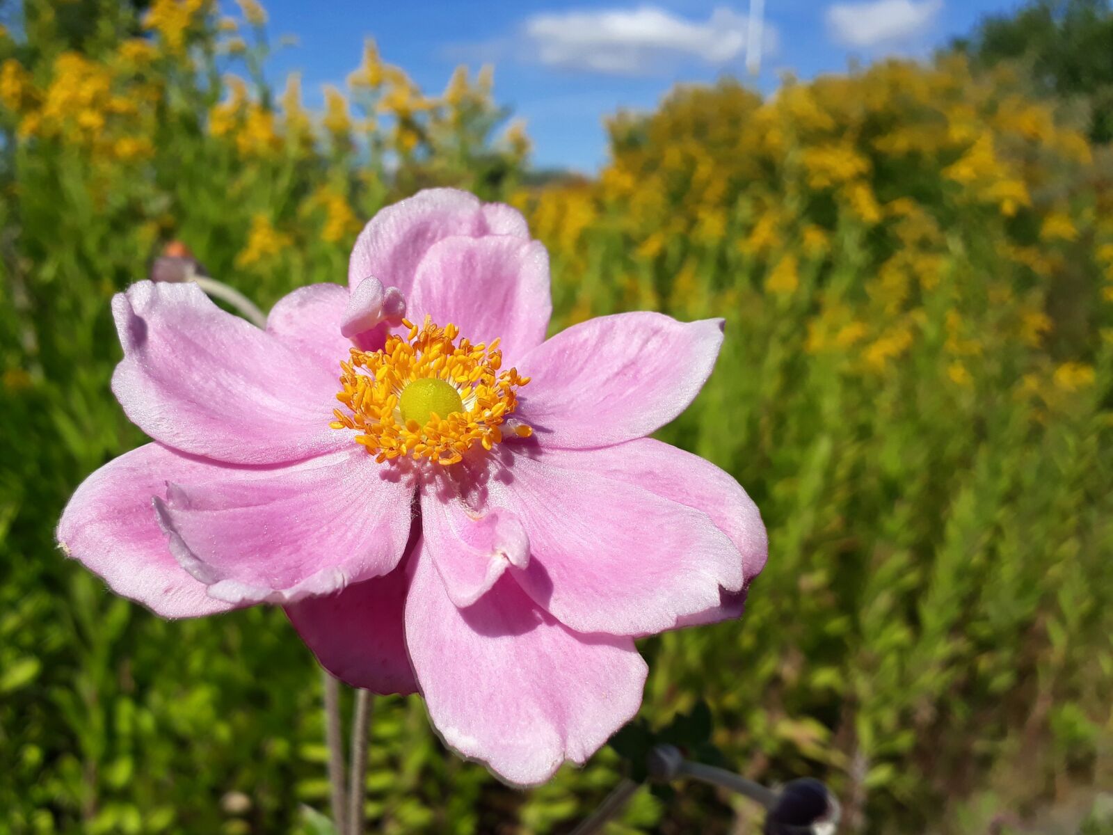 Samsung Galaxy A3(2017) sample photo. Fall anemone, anemone, blossom photography