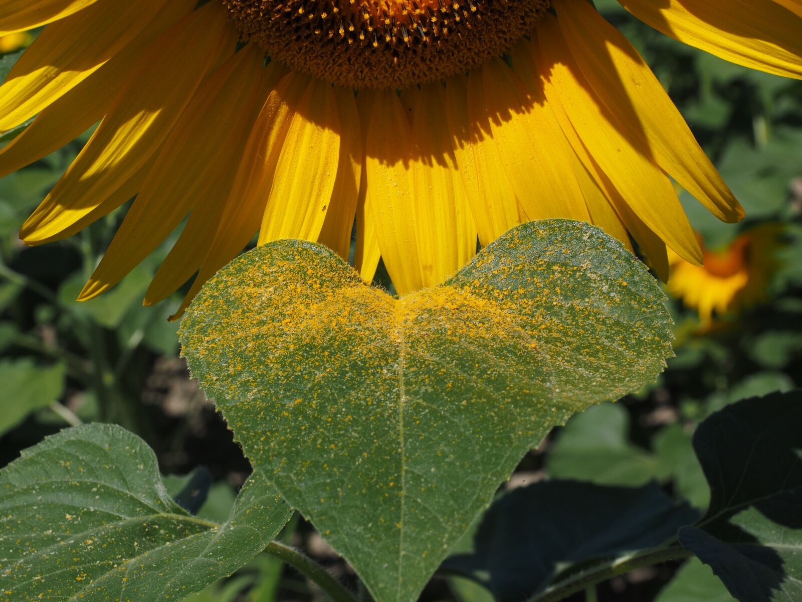 Olympus OM-D E-M1 + Olympus M.Zuiko Digital ED 12-40mm F2.8 Pro sample photo. Pollen, sunflower, inflorescence photography