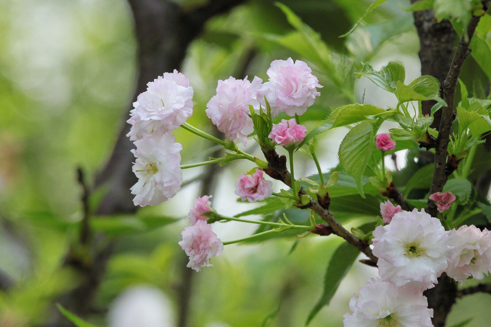 Canon EOS 500D (EOS Rebel T1i / EOS Kiss X3) sample photo. Plant, cherry blossoms, chrysanthemum photography