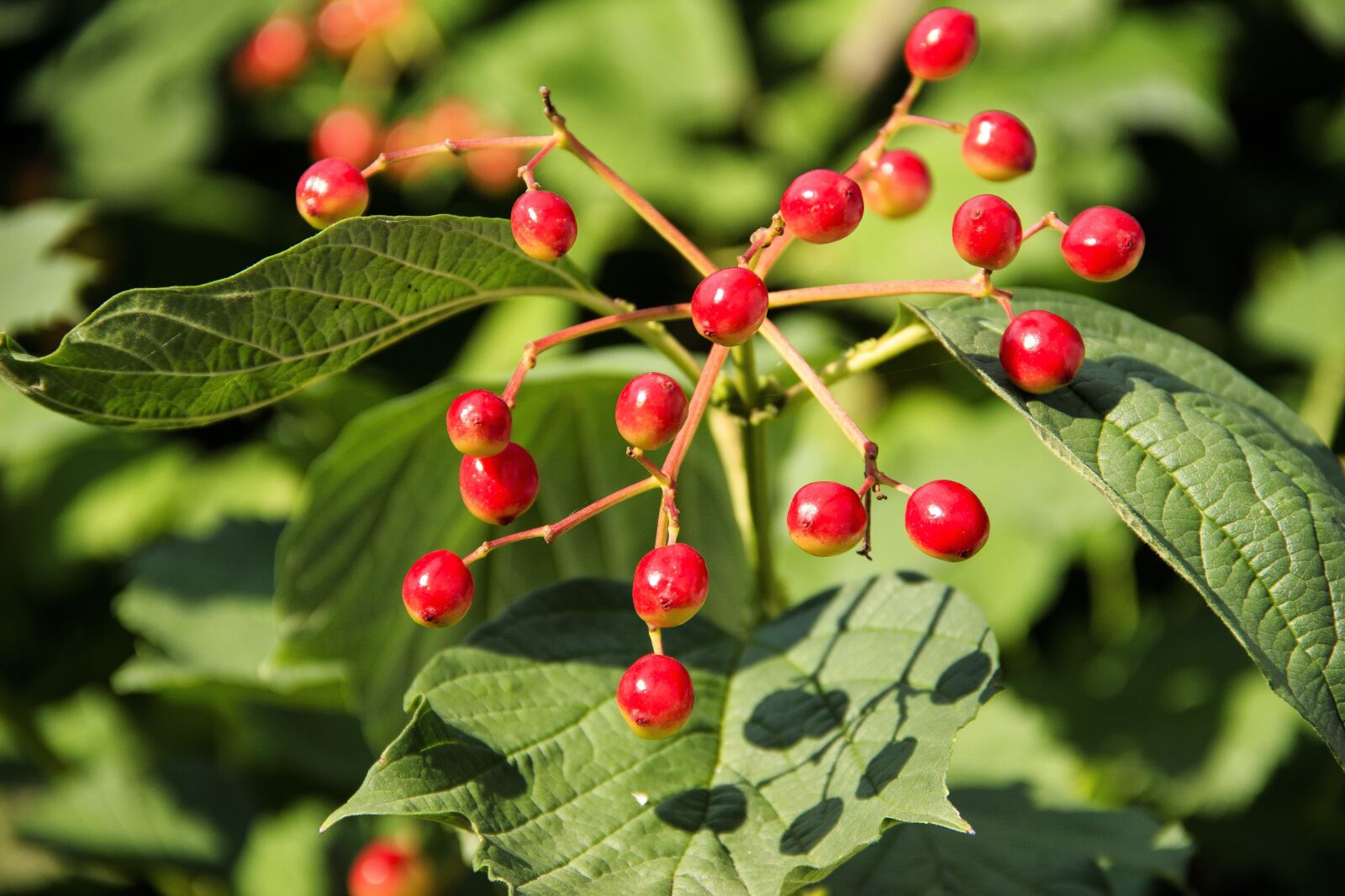 Canon EOS 650D (EOS Rebel T4i / EOS Kiss X6i) sample photo. Viburnum, fruit, berry photography