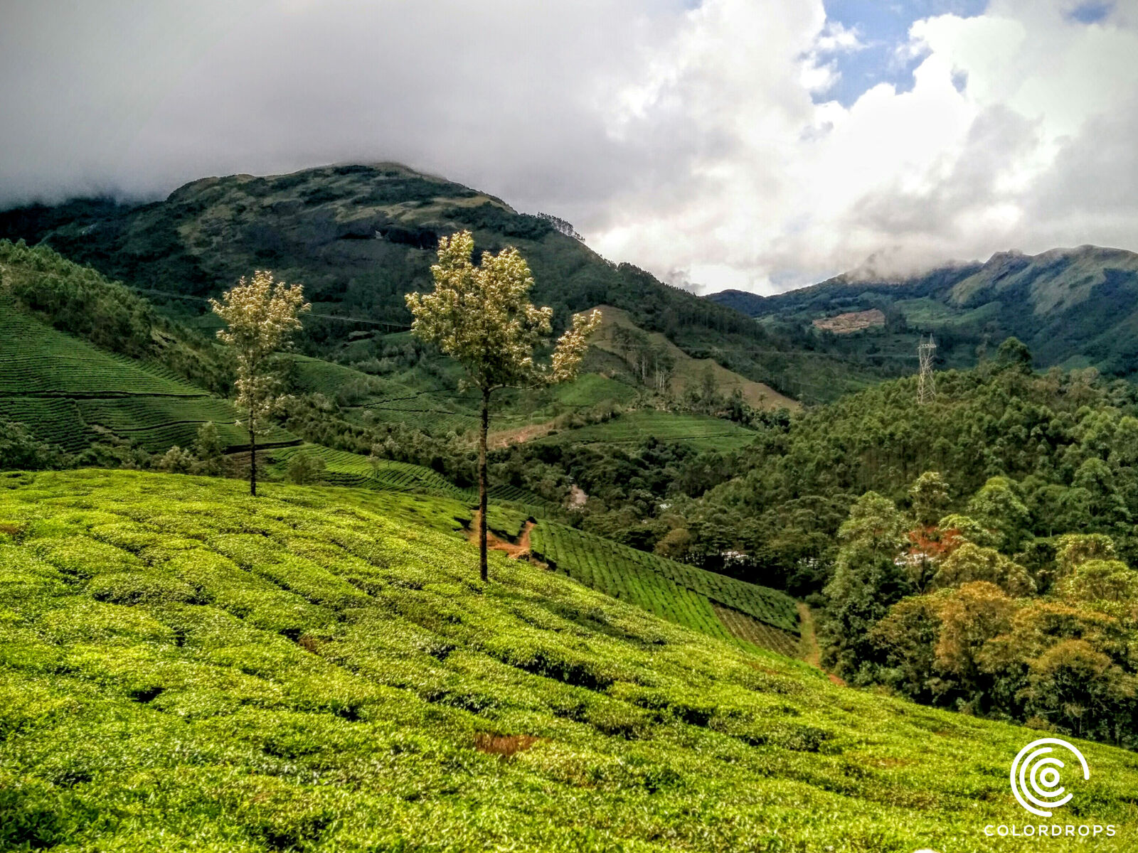 LG Nexus 5 sample photo. Estate, green, munnar, niyasconnect photography