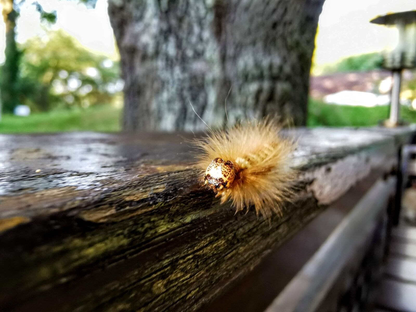 HUAWEI P30 Pro sample photo. Caterpillar, nature, insect photography