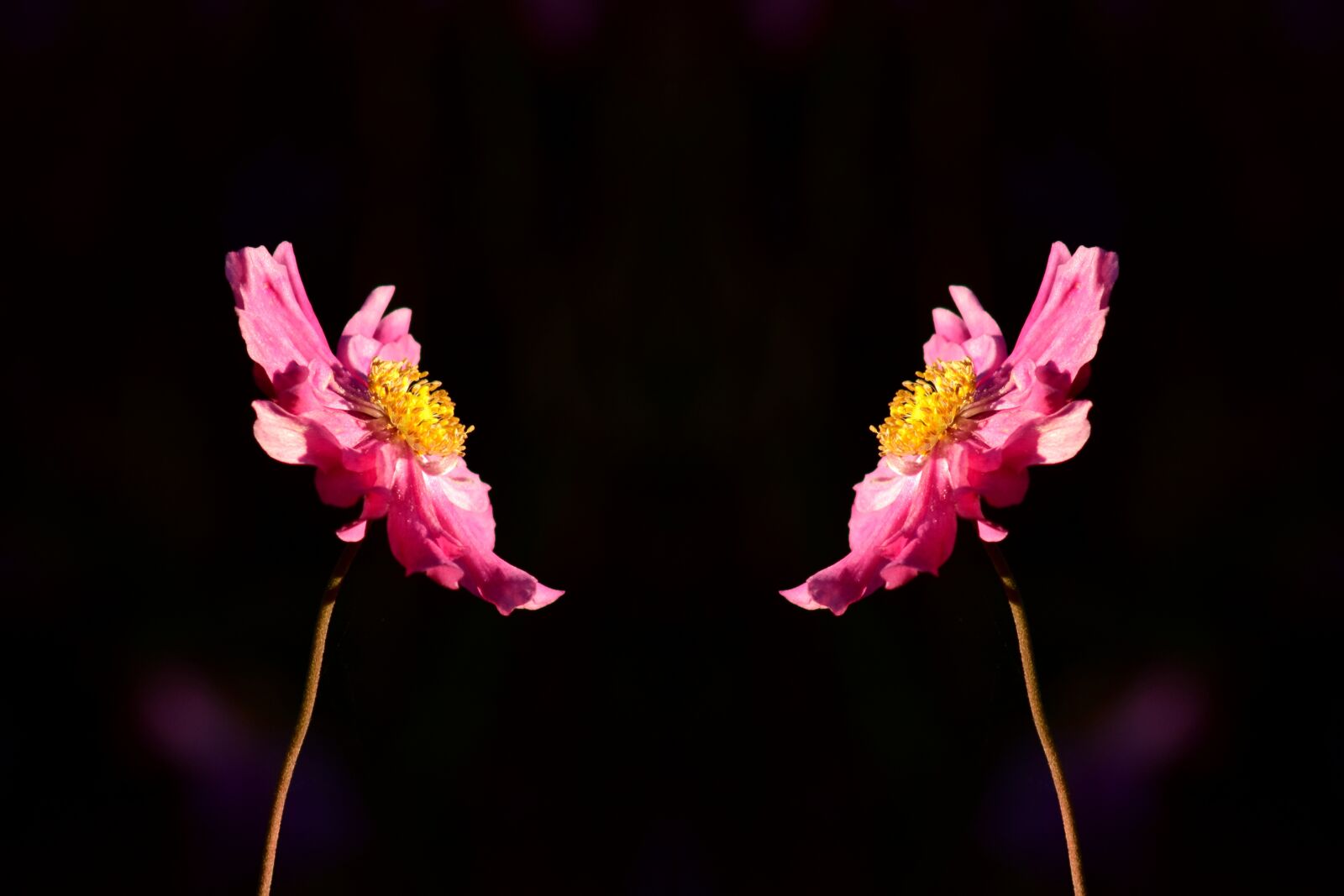 Nikon D3300 sample photo. Anemone, blossom, bloom photography