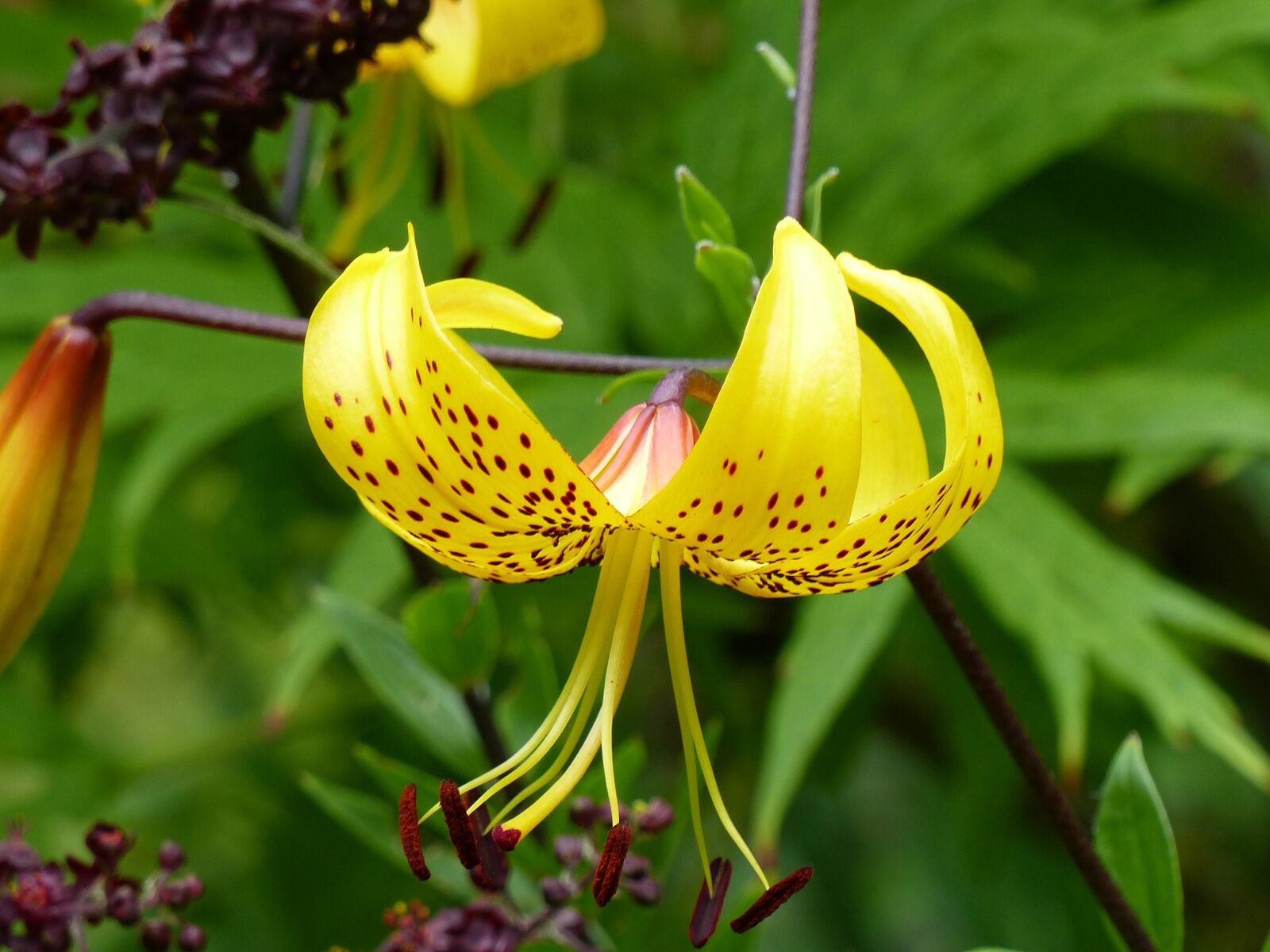 Panasonic Lumix DMC-FZ200 sample photo. Lily, yellow, garden photography