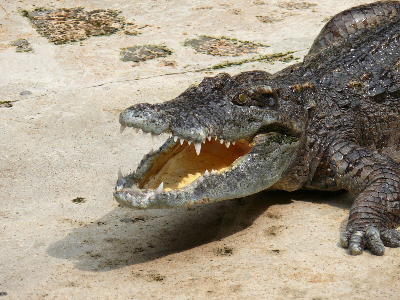 Panasonic DMC-FZ50 sample photo. Crocodile, zoo, reptile photography