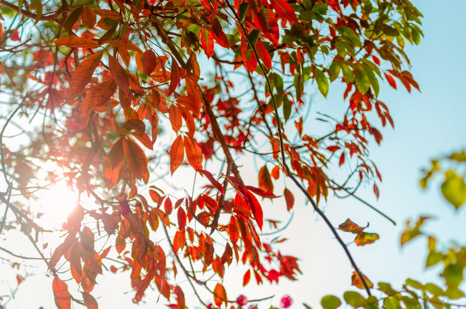 Nikon D5100 sample photo. Yellow leaves, autumn, bright photography