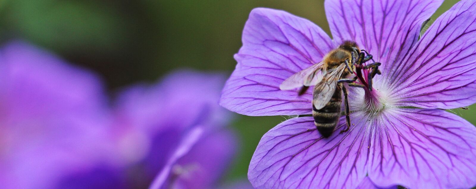 Canon EOS 550D (EOS Rebel T2i / EOS Kiss X4) sample photo. Cranesbill, stork beak bird photography