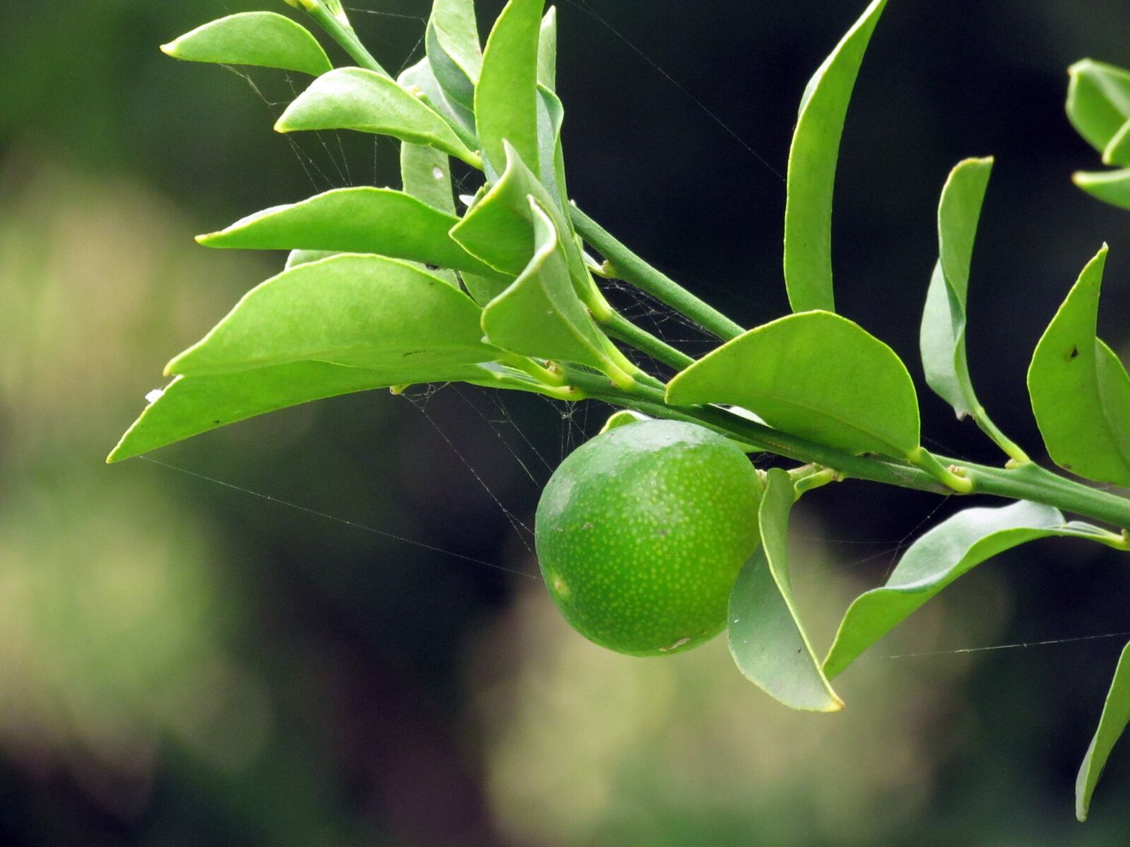 Canon PowerShot SX30 IS sample photo. Kumquat, in, full photography
