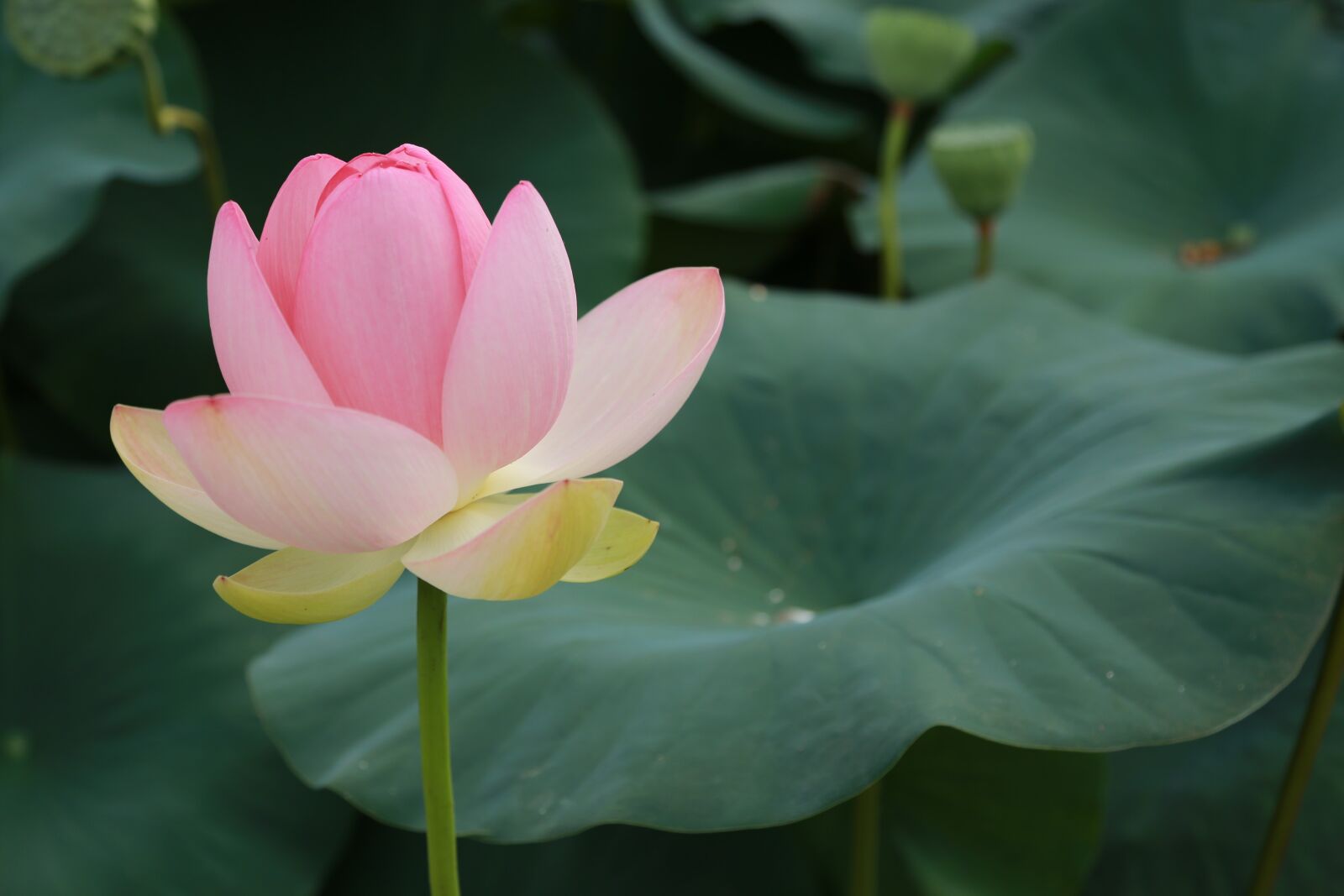 Canon EOS 6D + Canon EF 24-105mm F4L IS USM sample photo. Kite, lotus, water lilies photography
