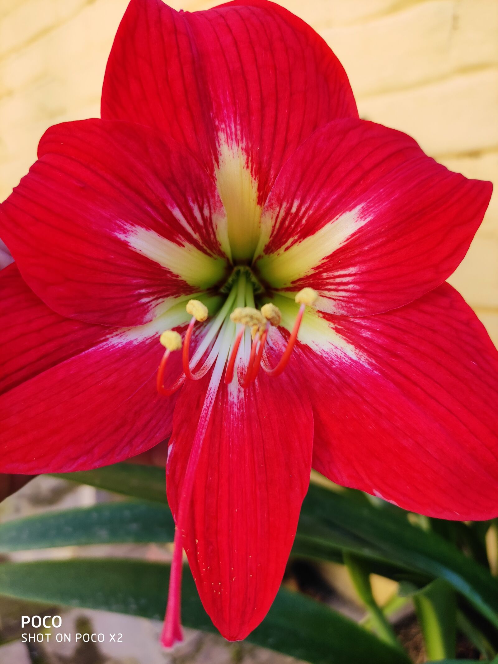 Xiaomi POCO X2 sample photo. Flower, red, hippeastrum photography