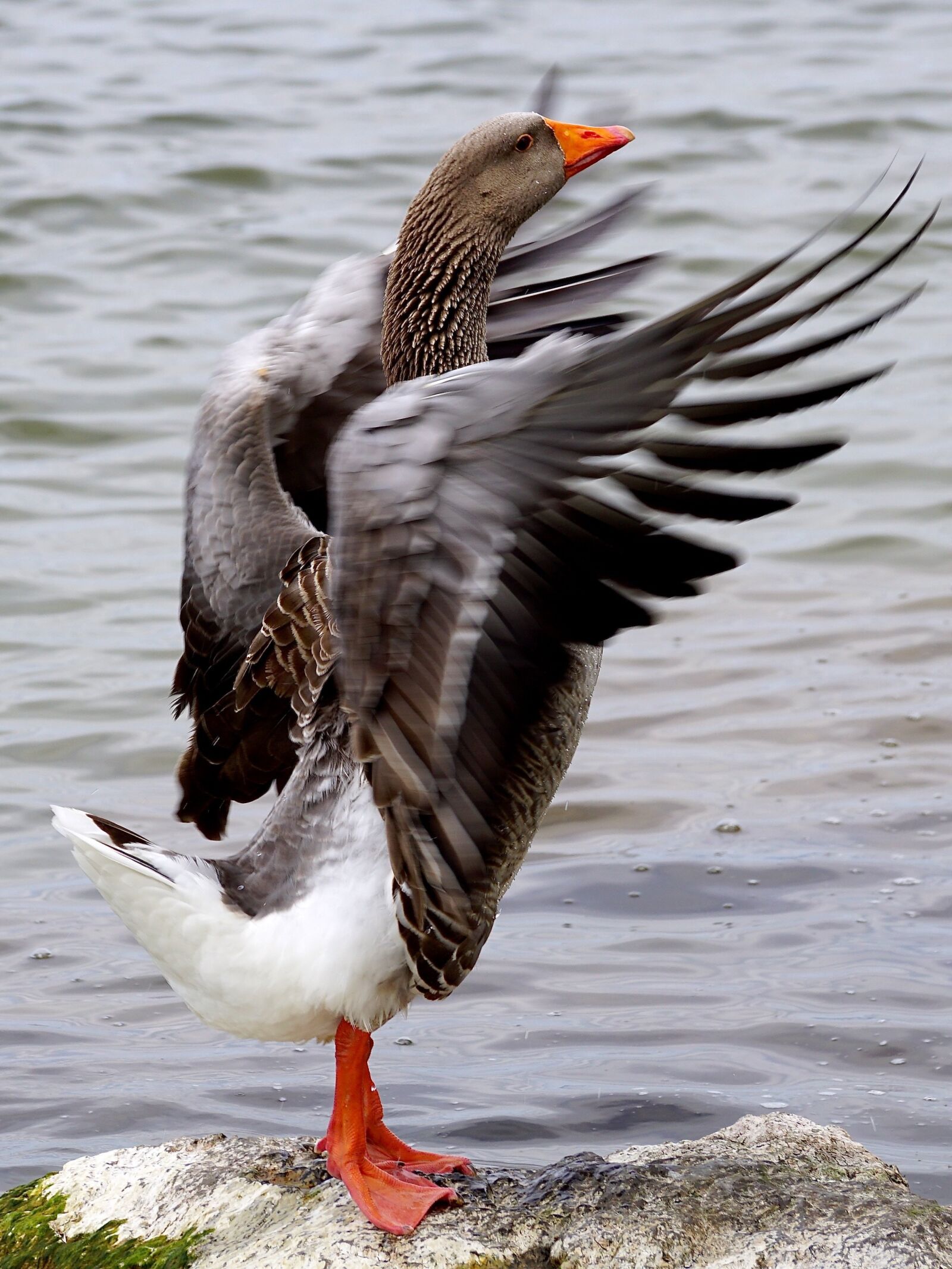Sony DT 55-300mm F4.5-5.6 SAM sample photo. Wild goose, bird, water photography