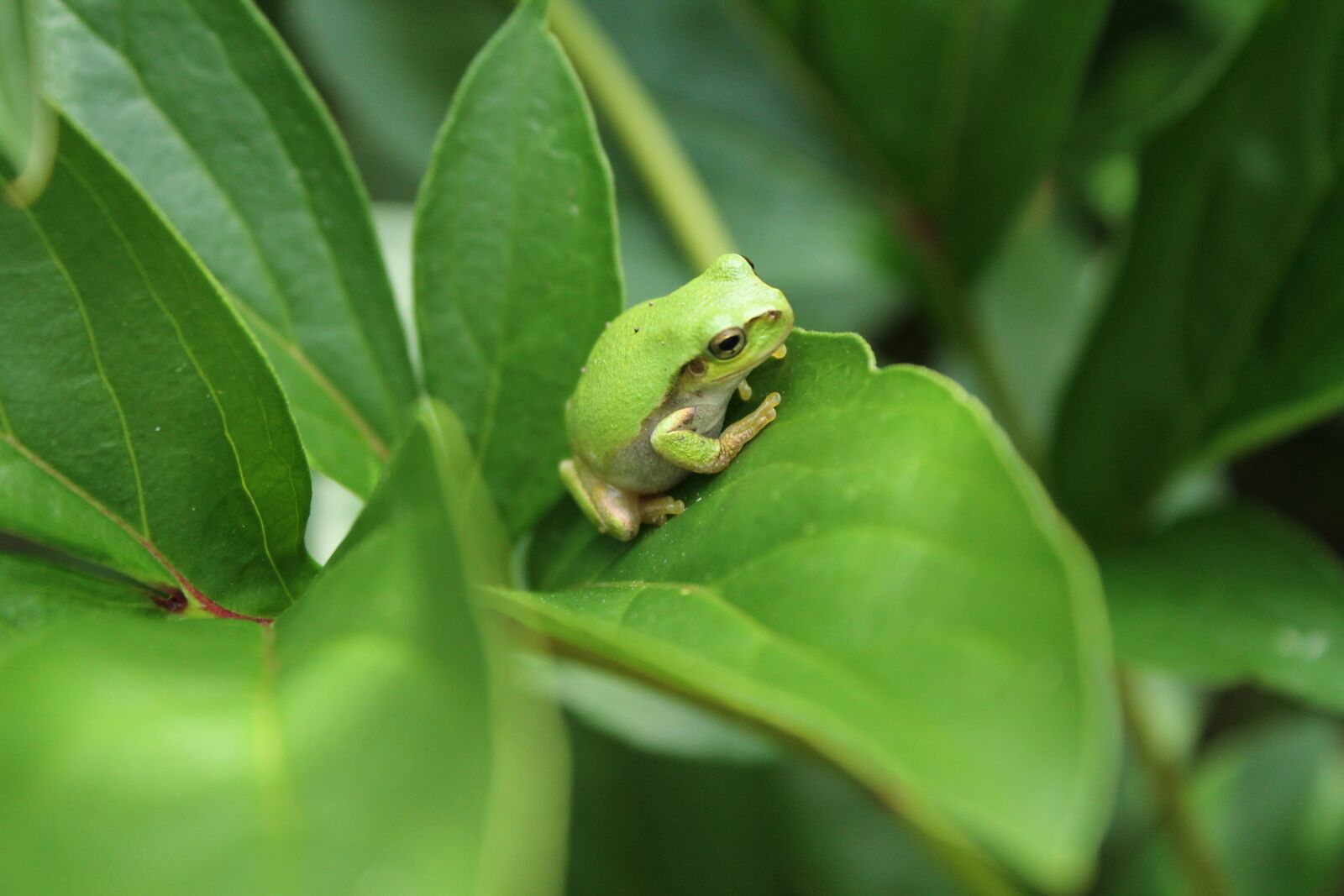 Canon EOS 1100D (EOS Rebel T3 / EOS Kiss X50) sample photo. Frog, creatures, leaf photography