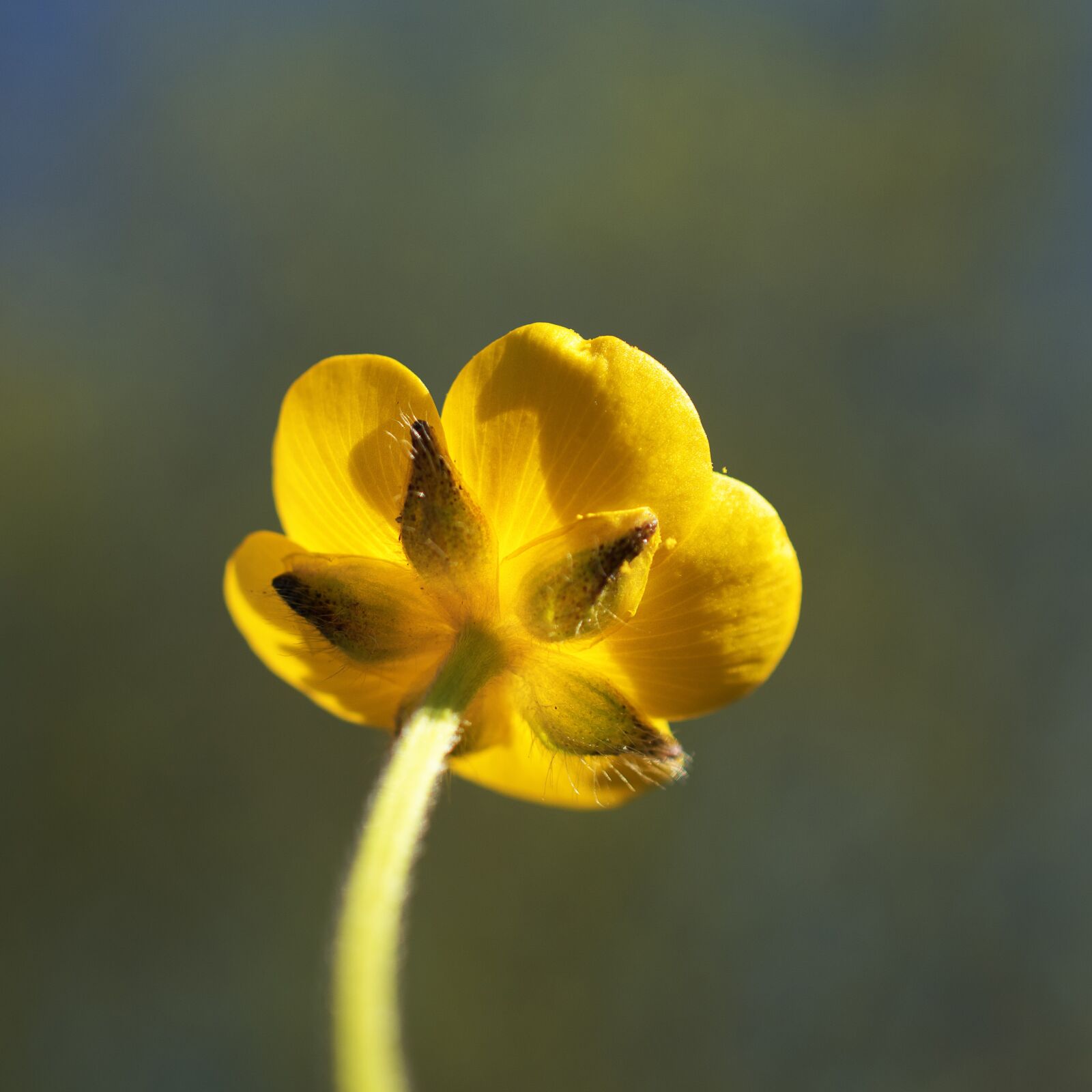 Nikon D5600 sample photo. Flower, yellow, buttercup photography
