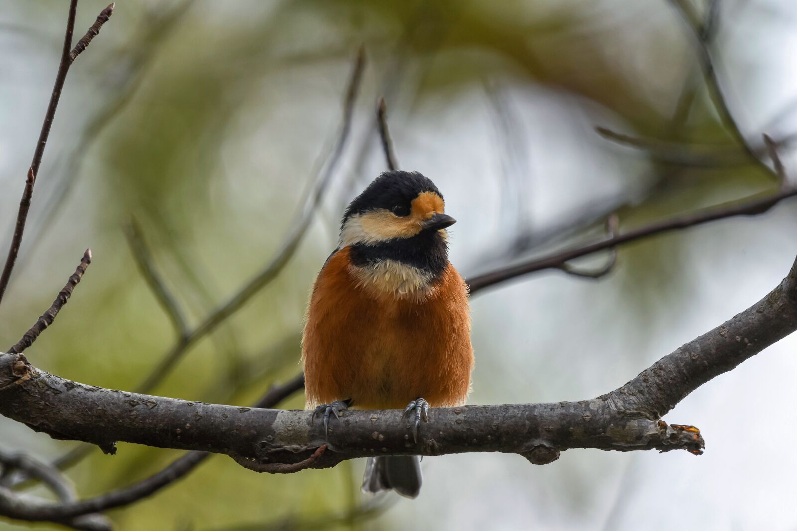 Nikon D7200 sample photo. Animal, forest, wood photography