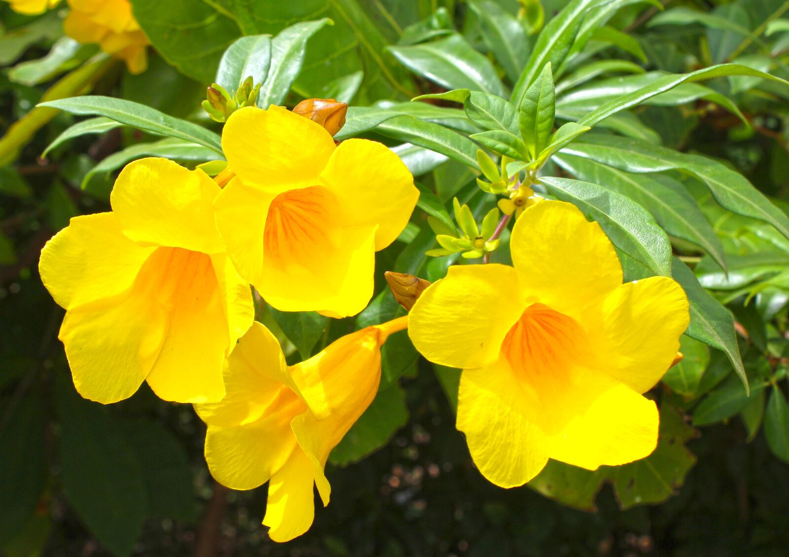 Canon EOS 600D (Rebel EOS T3i / EOS Kiss X5) sample photo. Flowers, yellow, yellow flowers photography