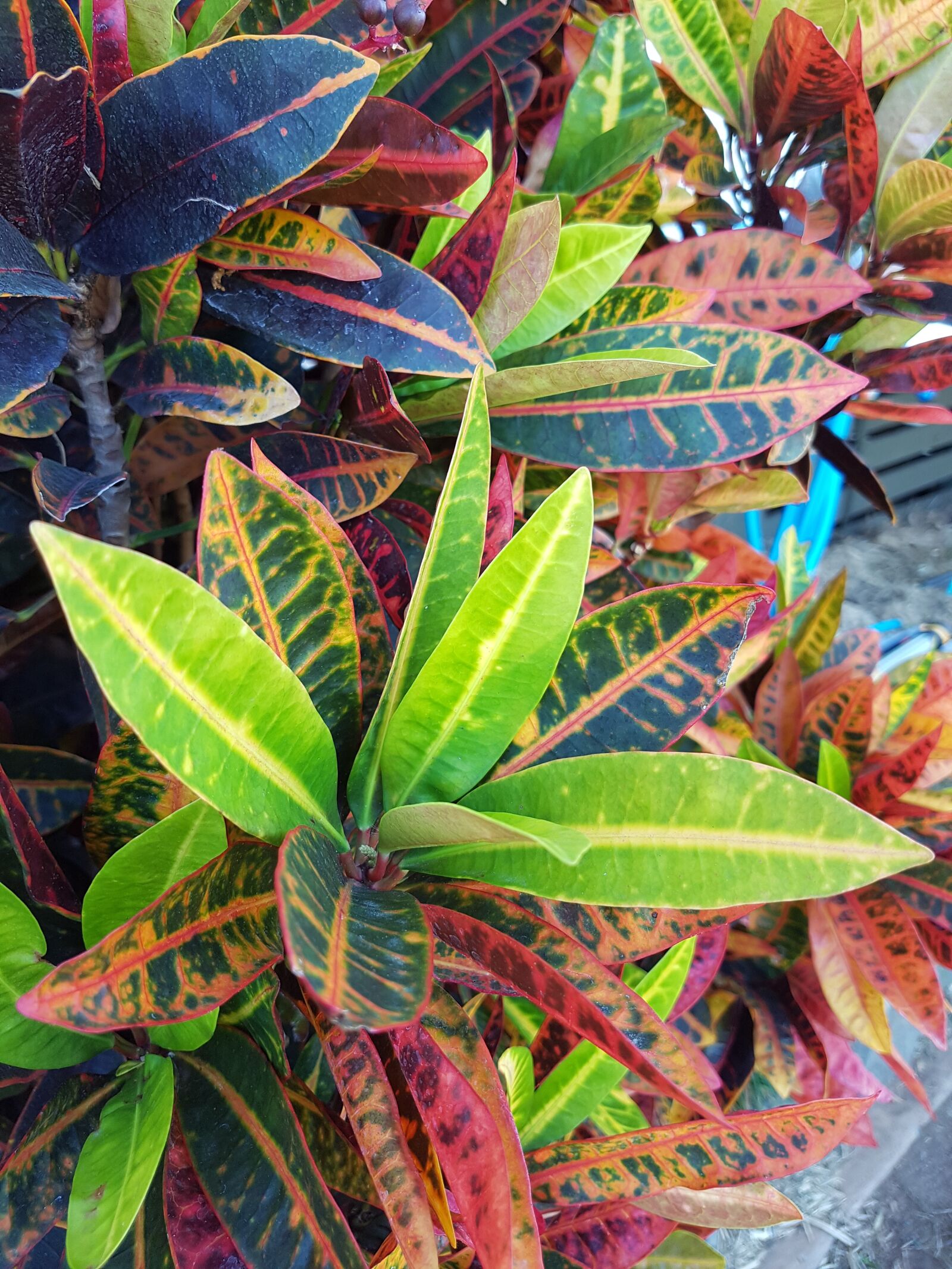 Samsung Galaxy S7 Edge sample photo. Foliage, green, red photography
