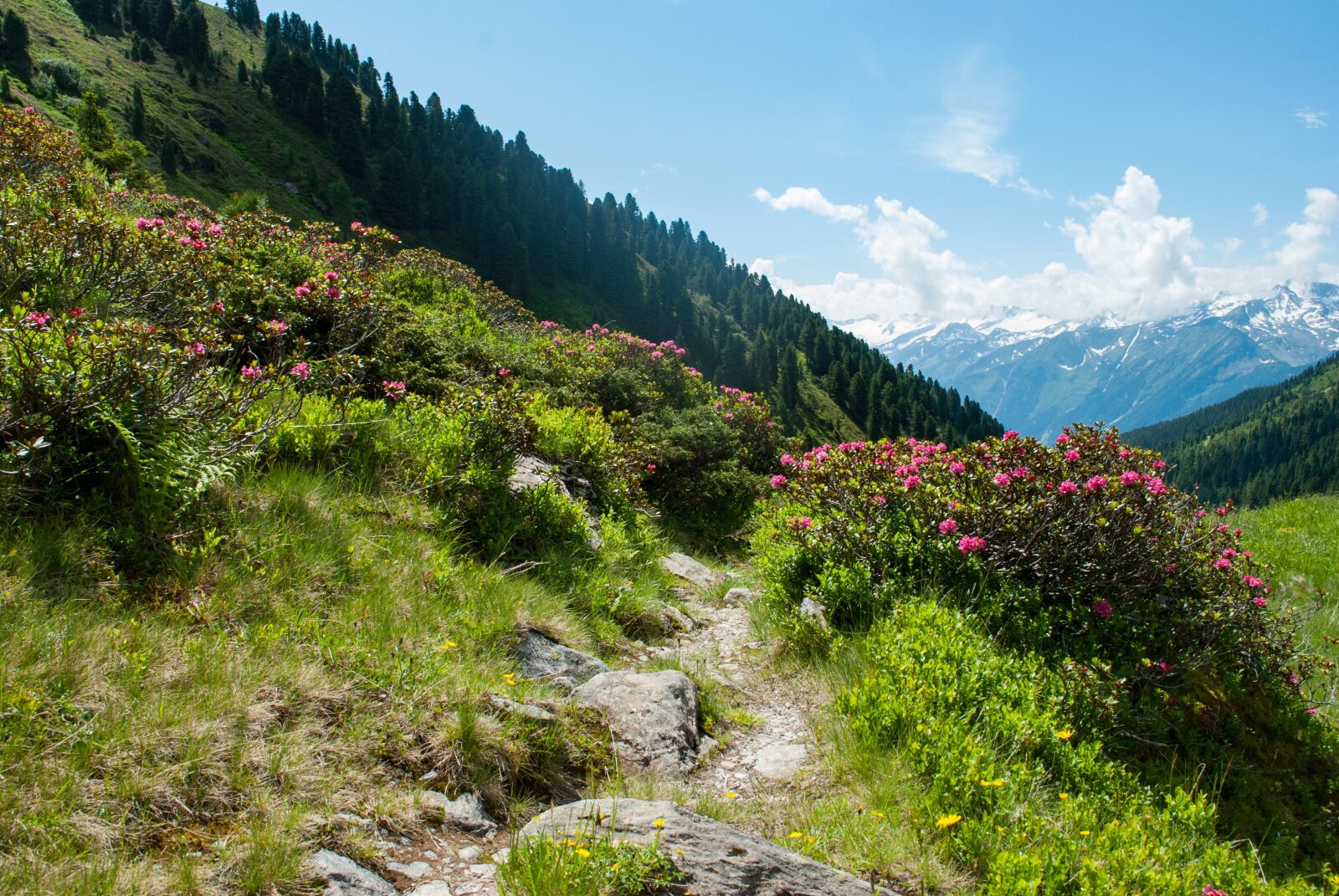 Nikon D60 sample photo. Mountains, hiking, nature photography