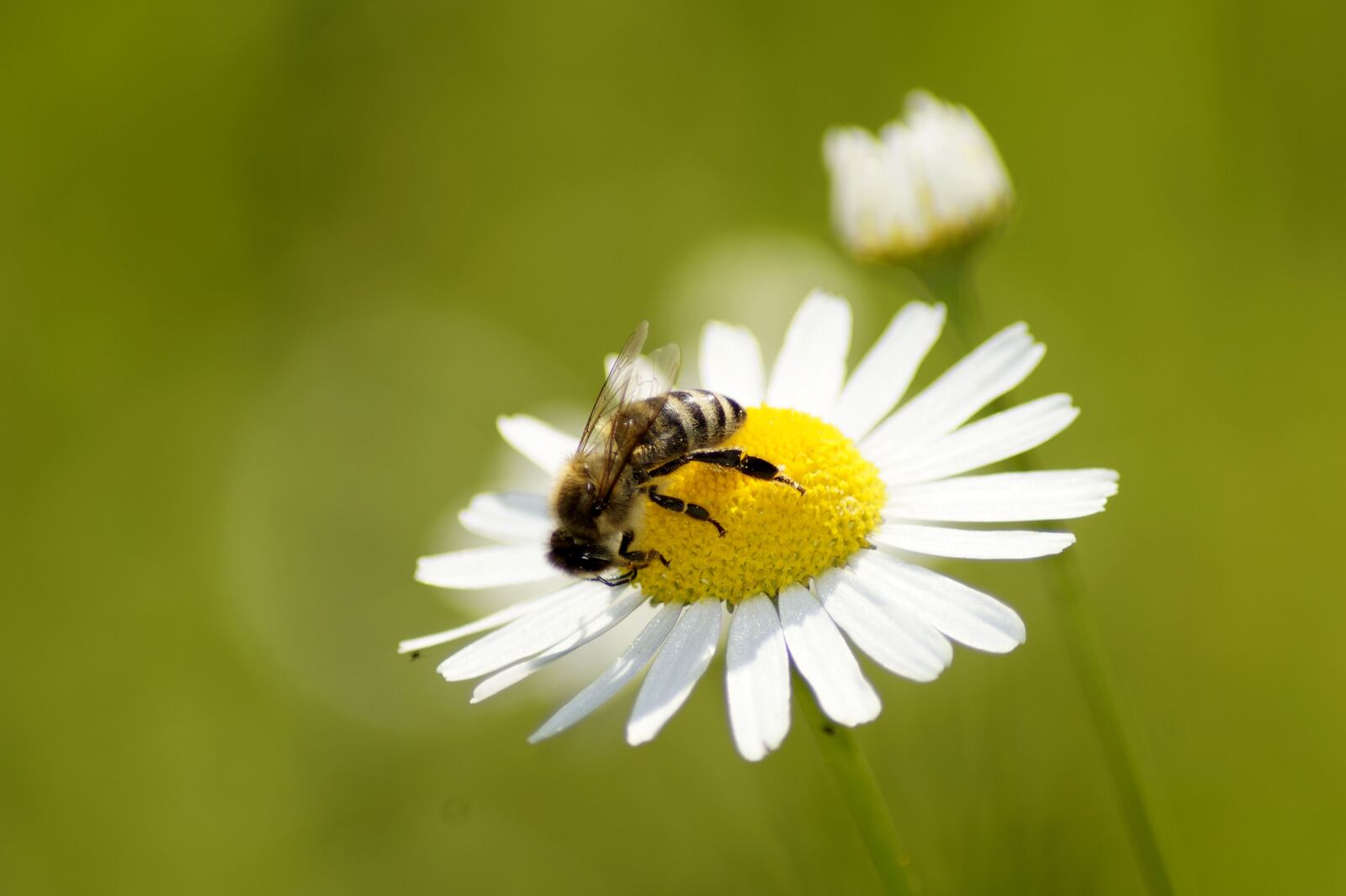 Sony SLT-A58 sample photo. Daisy, bee, flower photography